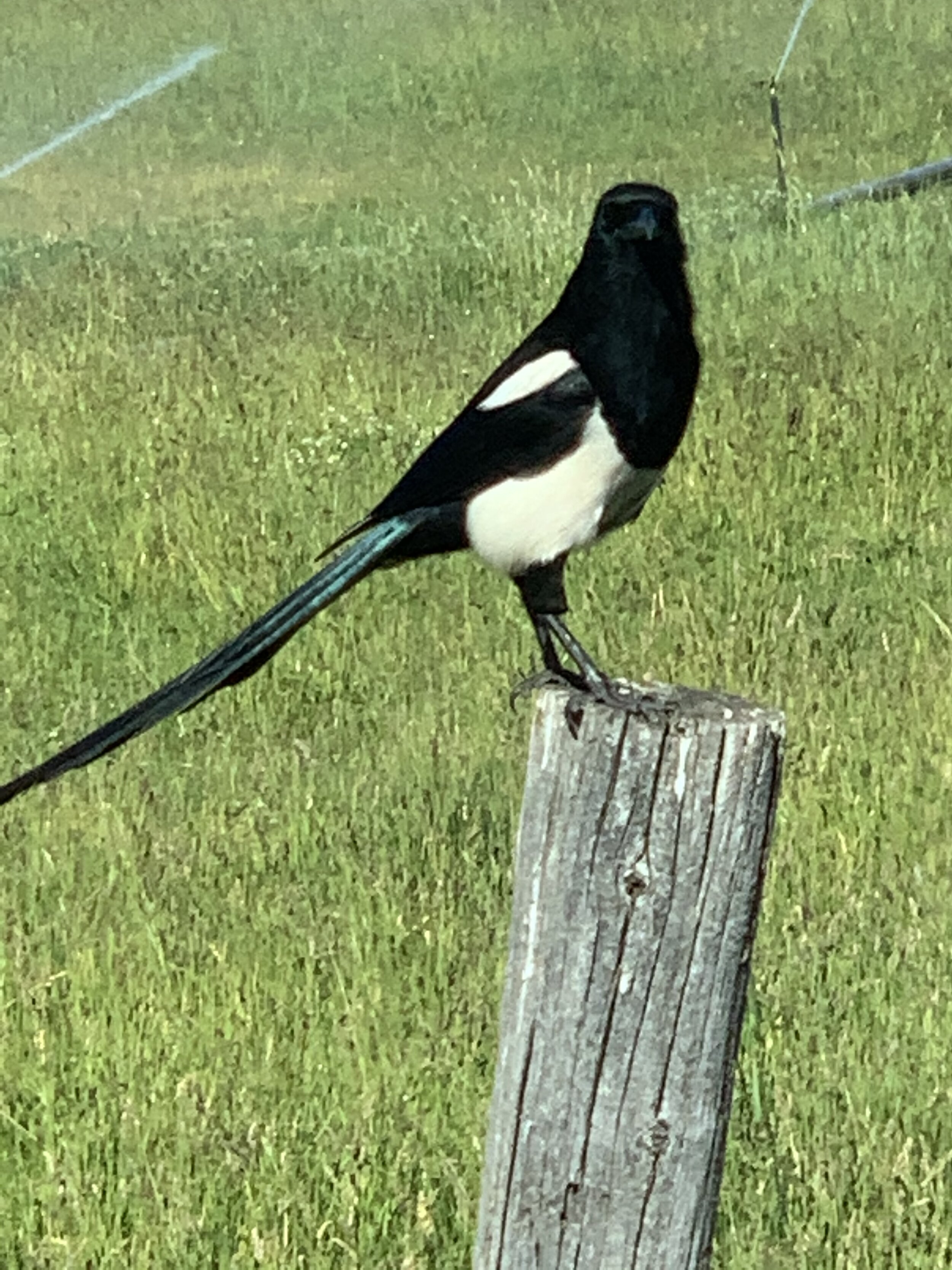  Magpies were all around our camper in Ashton. The magpie is considered one of the most intelligent animals in the world and one of only a few non-mammal species able to recognize itself in a mirror! They’re also very territorial and do not think twi
