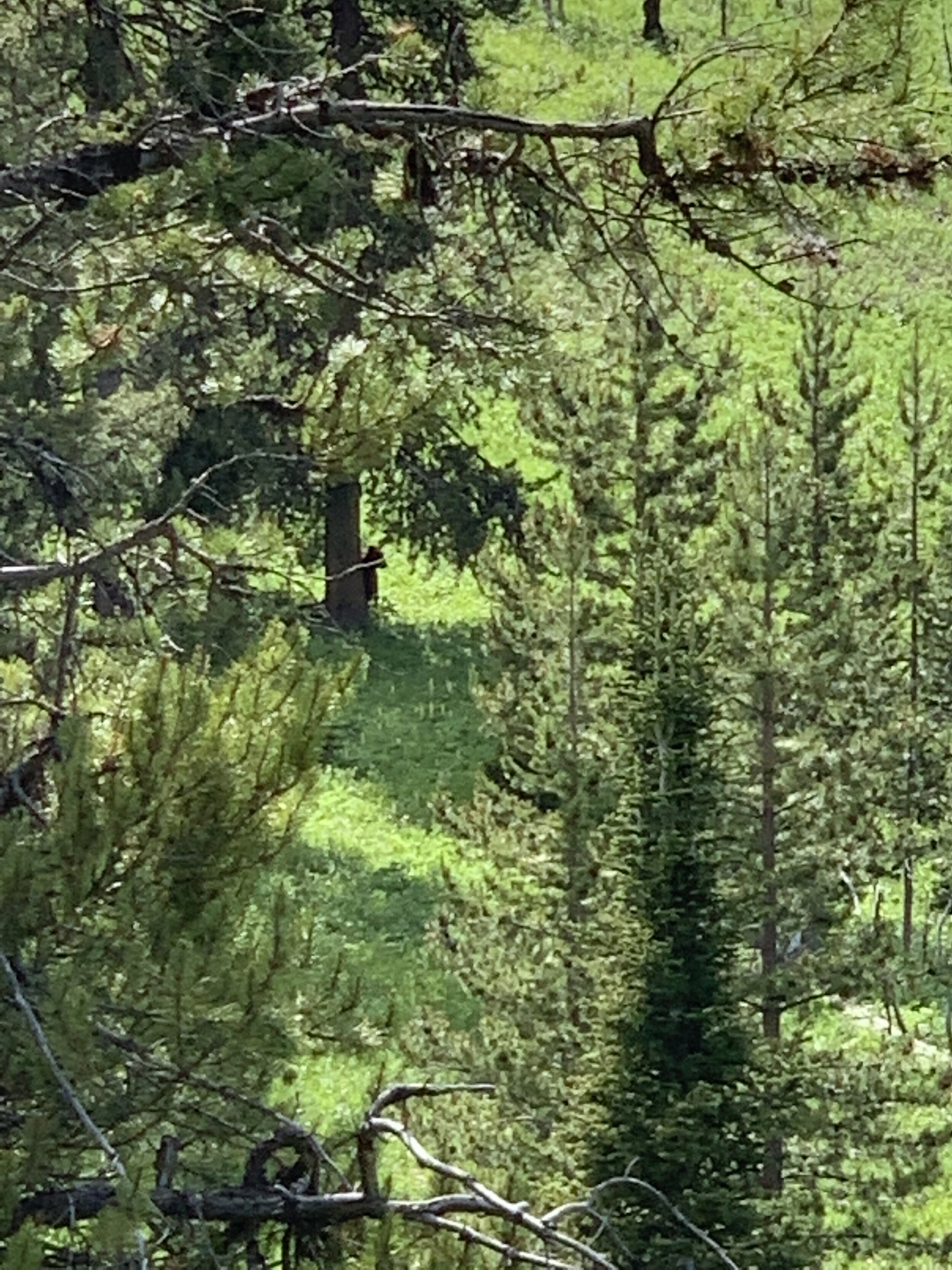  Well, there it is, Folks—The only large wildlife sighting of the whole day. Do you see it? Also note this picture is zoomed in and blown up about 10,000 times. Not exactly the wildlife encounter we were hoping for. 😂 