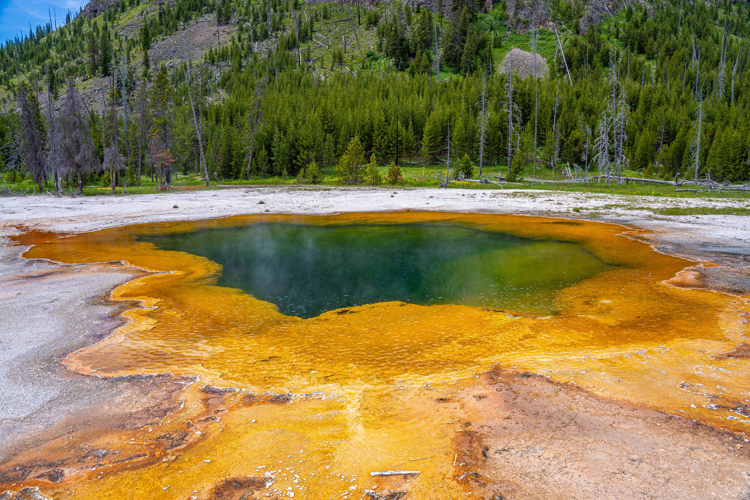  The hot springs and pools at Yellowstone are always a treat to see. Various heat-loving bacteria give the pools their bright and varied colors. Different colors represent different types of bacteria. 
