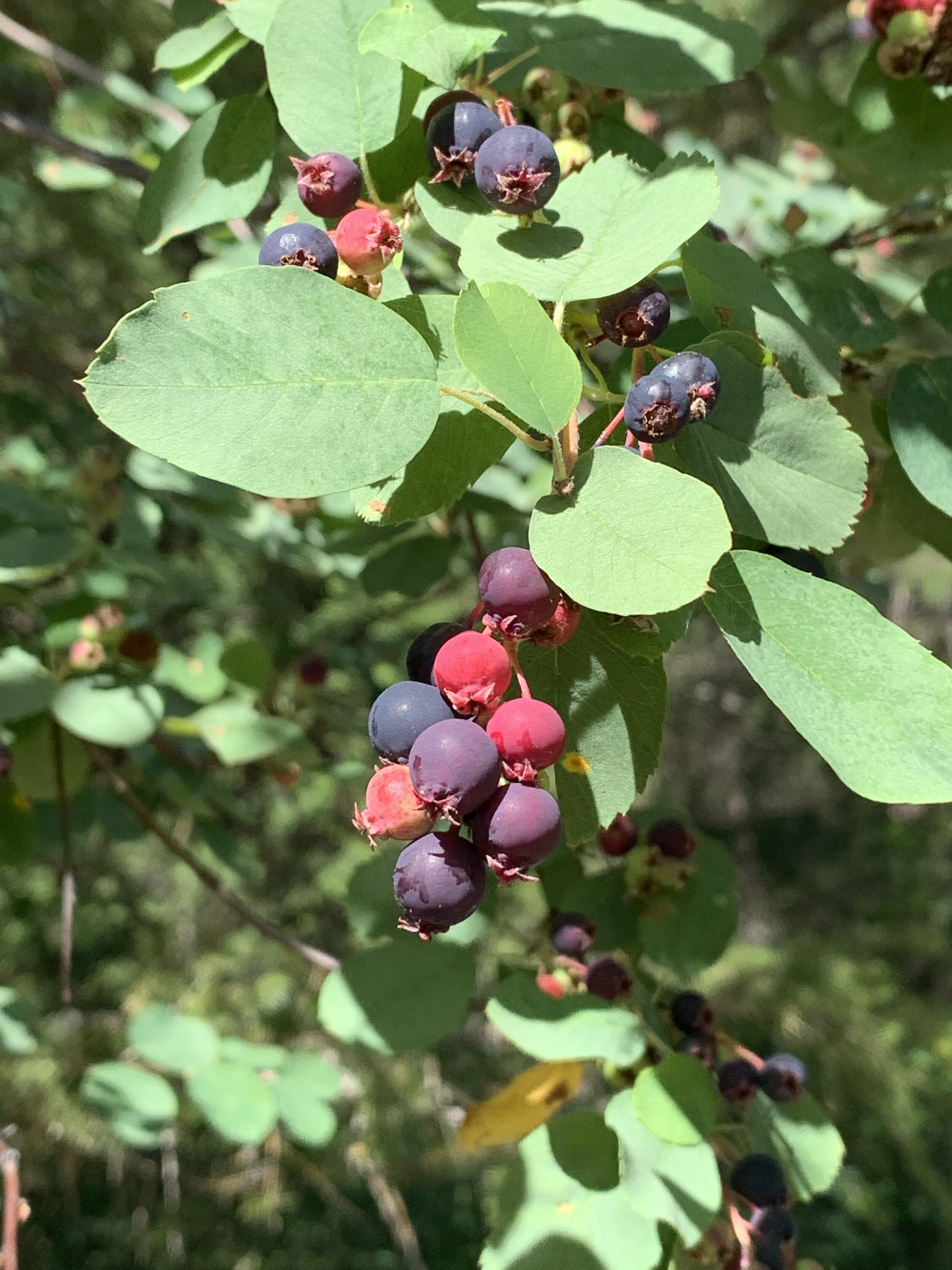  Here are the very popular and abundant huckleberries of Montana.  Did you know bears eat about 30,000 berries a day? When bears go into hibernation, the berries in their stomach ferment and work as a form of sedative.  Who knew all the sleeping bear