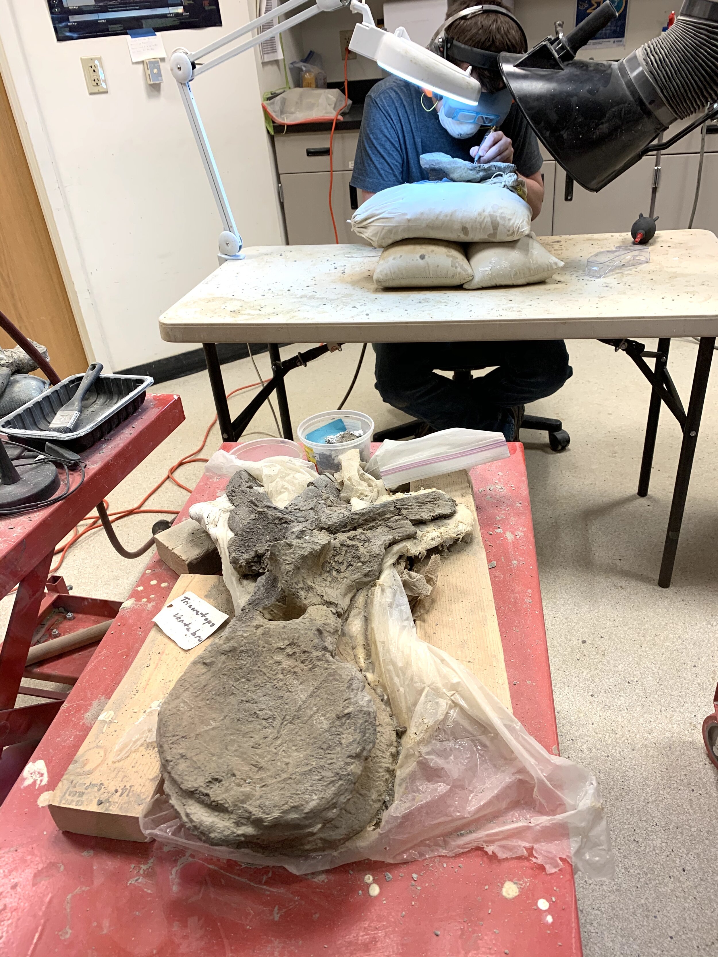  In the dinosaur complex, this Fossil Preparator had a whiteboard posted that read,  “Today I am working on a 66 million-year-old thescelosaurus tail vertebrae section. I’m also working on a 78 million-year-old hadrosaur limb bone and jaw bone.”  Wow