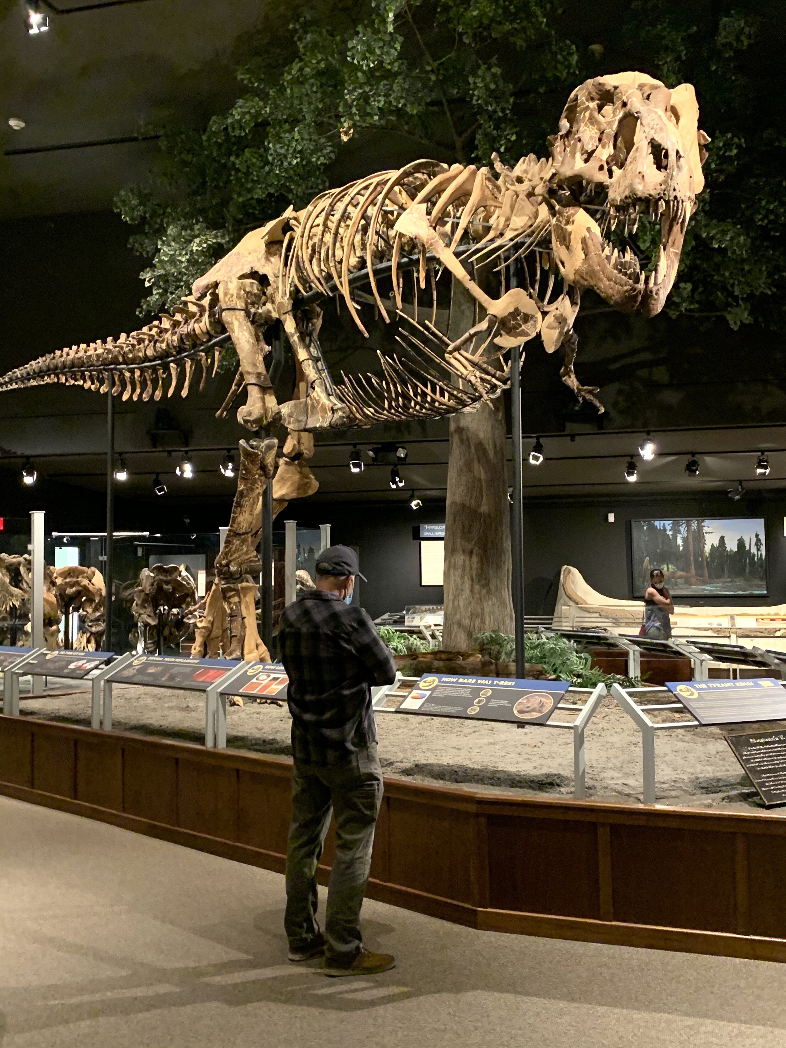  In Bozeman, we visited   The Museum of the Rockies  , a division of Montana State University. This museum is one of the most sophisticated research and history museums in the world, with one of the largest dinosaur fossil collections in the world. 
