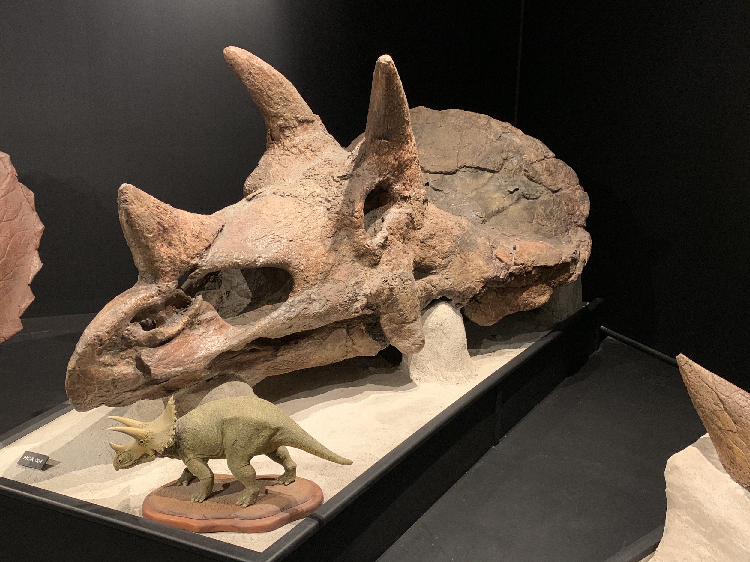  This full adolescent triceratops skull was found in 2017 in Colorado. Sixty-six million years ago. 😲 