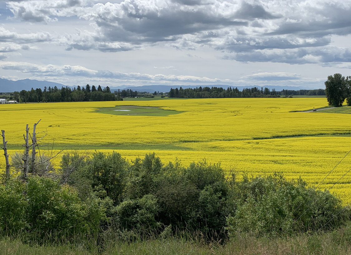  This unmistakably bright yellow crop is canola. Canola farming is a fairly new, but profitable venture for Montana farmers. Canola oil was “invented” in Canada and is traded on a Canadian commodities exchange. With Canada being so close by, it is ea