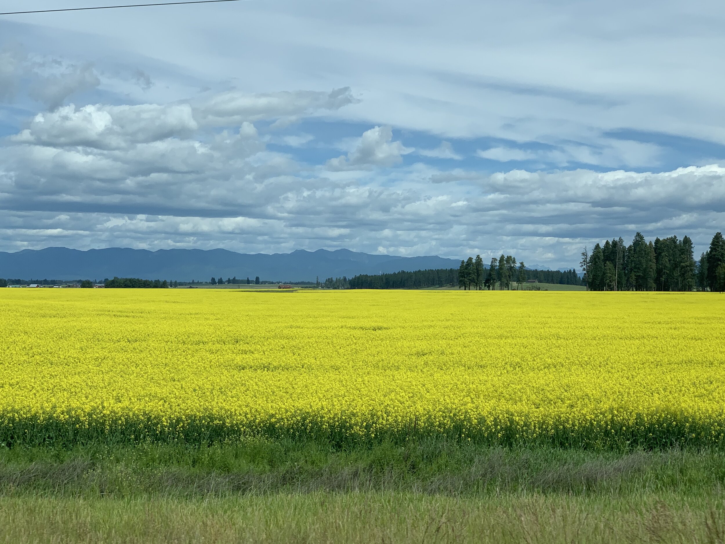   Did you know the name, “Canola” comes from the words “   Can   adian    O   il,    L   ow    A   cid”?  