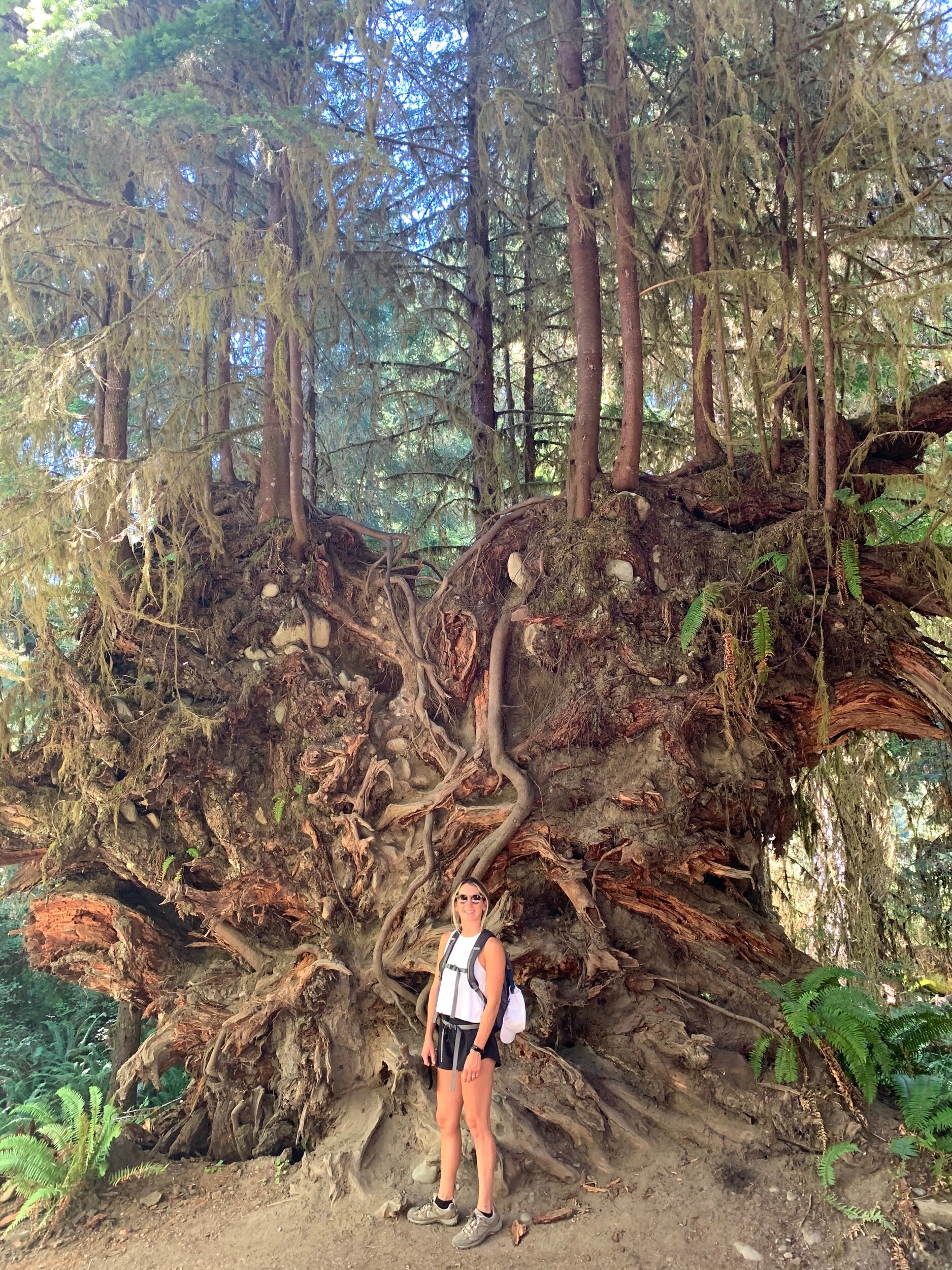  Quite an impressive root system on this fallen tree in the  Hoh Rain Forest  in Olympic National Park. Notice the many trees growing out of the exposed roots. 
