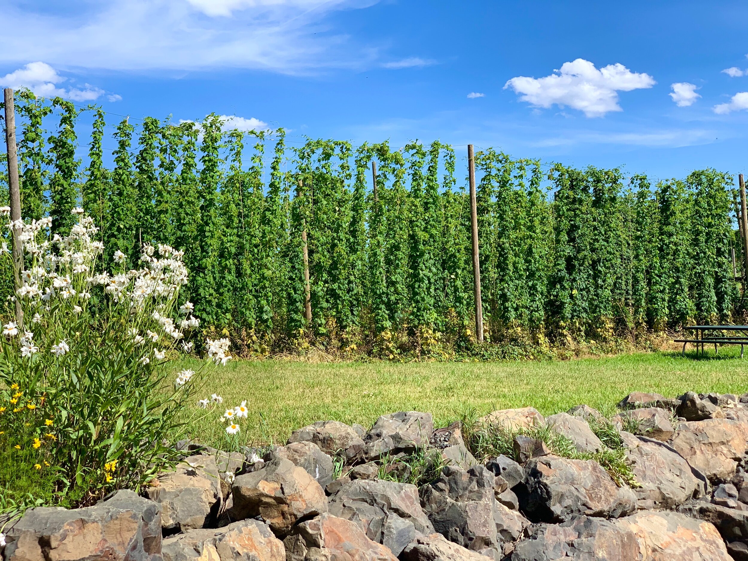  We had never seen hops growing before coming to Red Barn.  