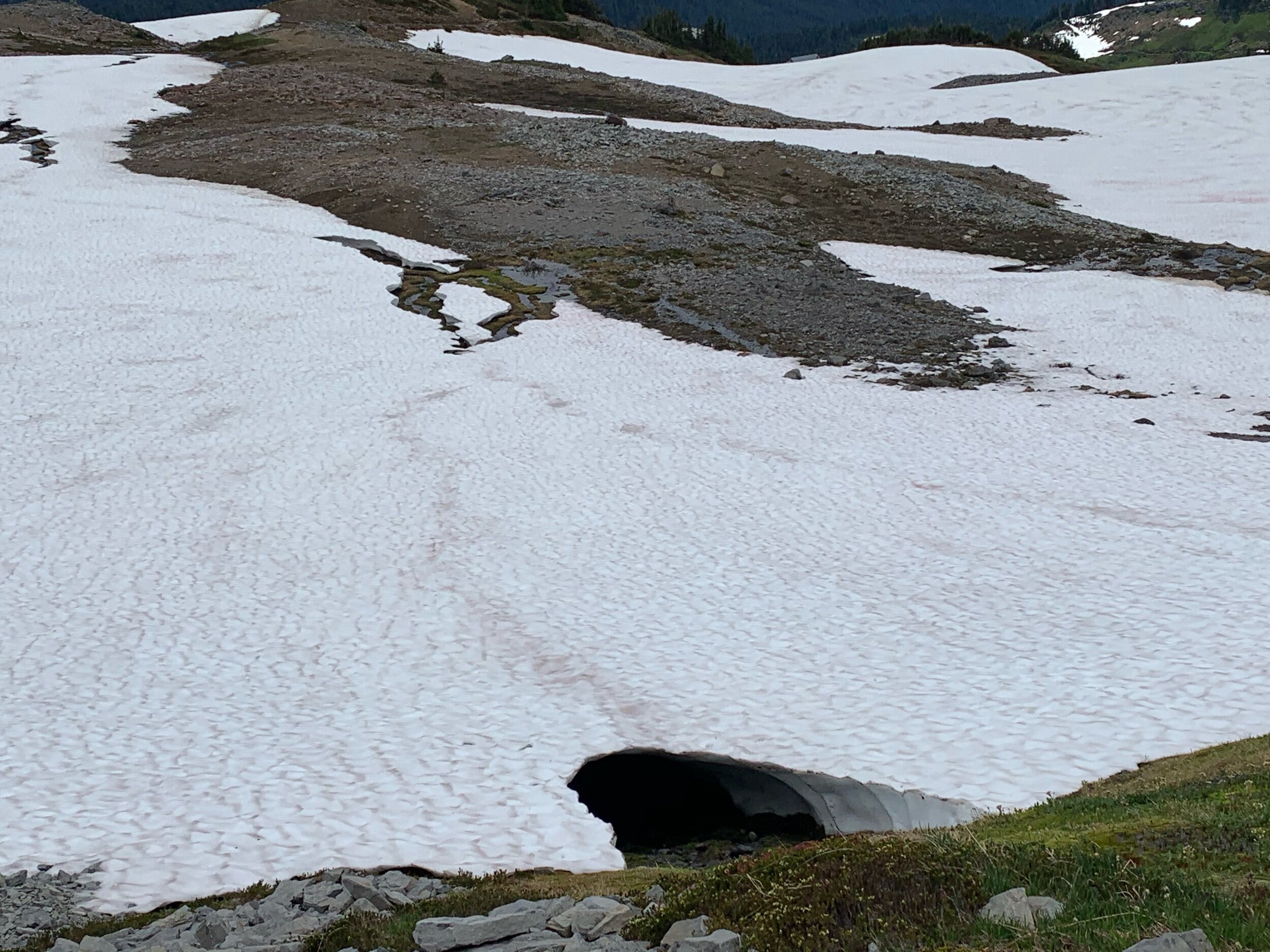  This tunnel is larger and more dangerous than it looks. The dark lines in the snow indicate hollowed out tunnels where melting snow causes water and debris to rush downstream. Two people died at Mt. Rainier this week, one of which was witnessed step