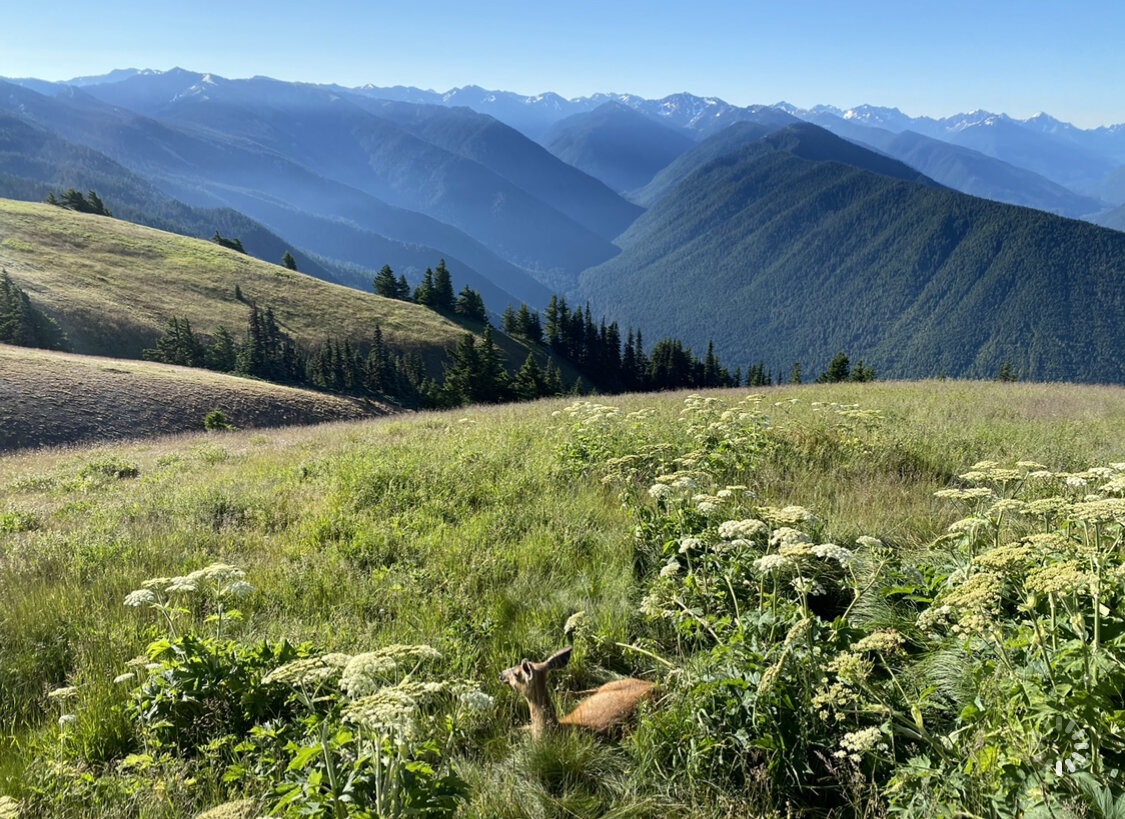 Along their hike in Olympic NP, Rachel got this great shot of the mountains and a lounging deer.  