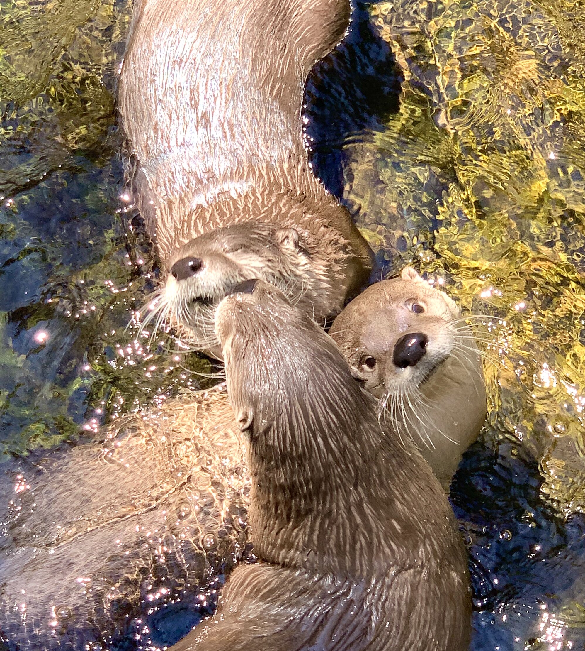  We visited the highly recommended  High Desert Museum  featuring wildlife, history and art of the western high desert. The otters were a fun feature. &nbsp; 