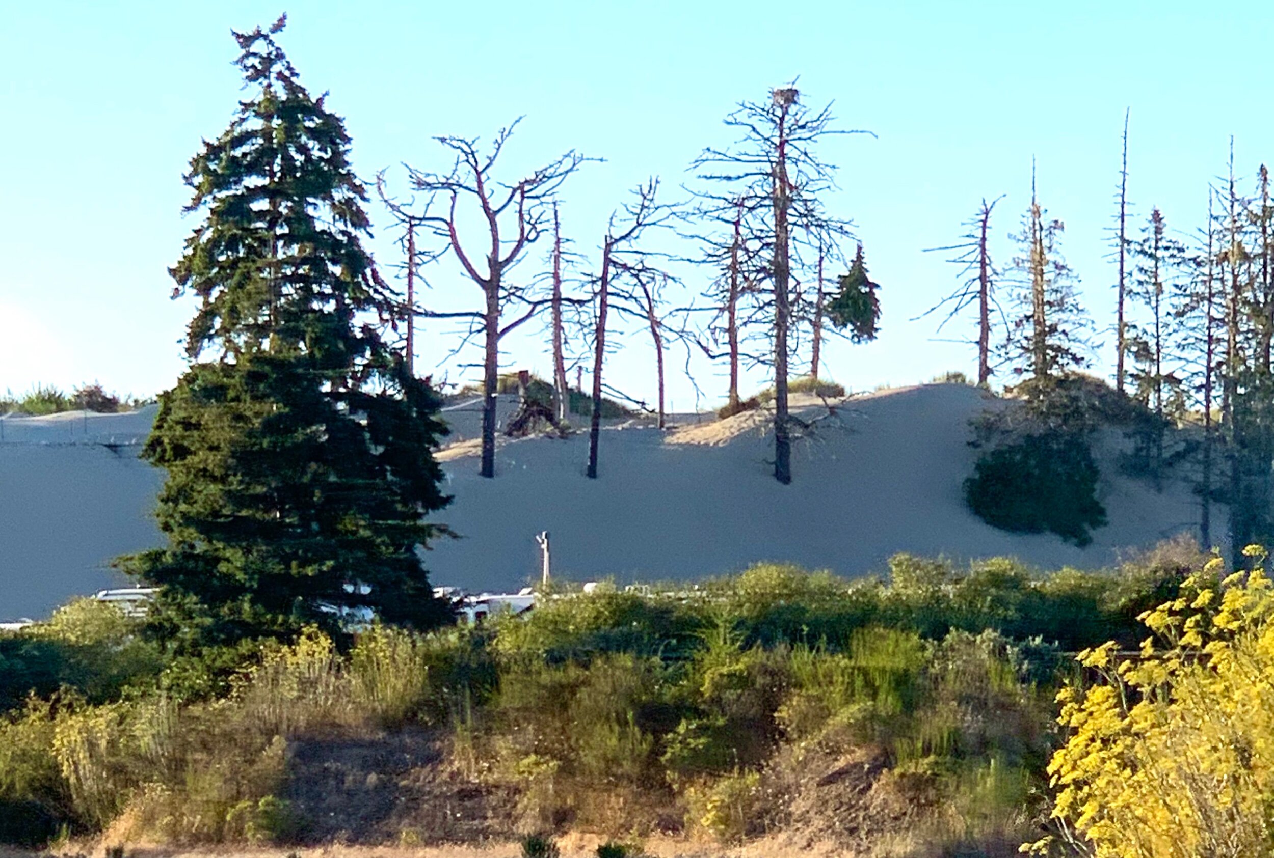  In North Bend, I thought the large sand dunes away from water were remarkable. Also interesting how the trees grow out of the dunes.  
