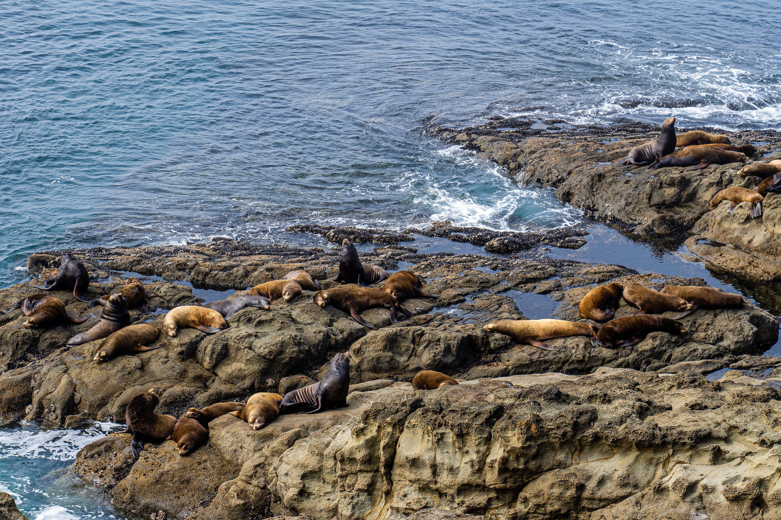  To our amazement, just to the right of Craig in the photo above, at  Simpson Reef Overlook,  were  seals and sea lions.  Free, local, and close enough to look life-size, sea lions. 