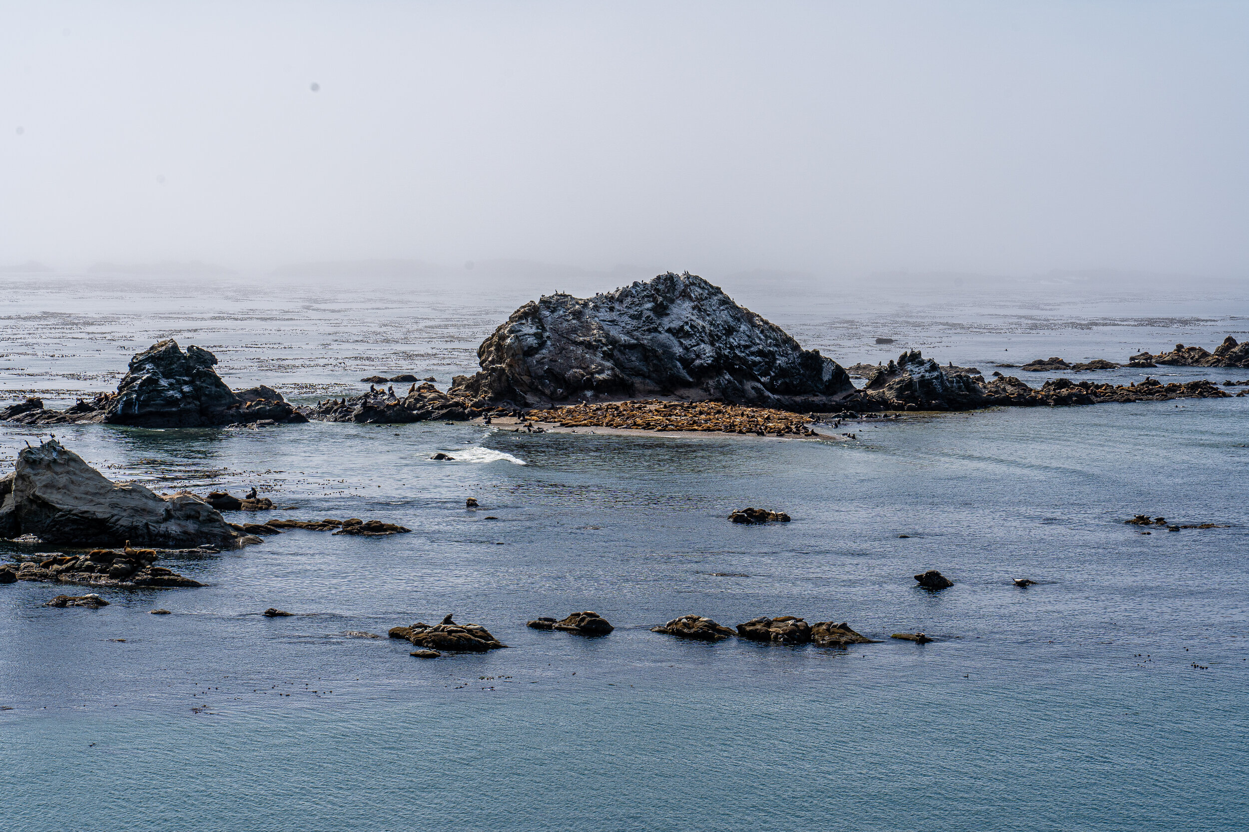  Later down the road, we saw piles and piles of sea lions and seals out on various rocks.  