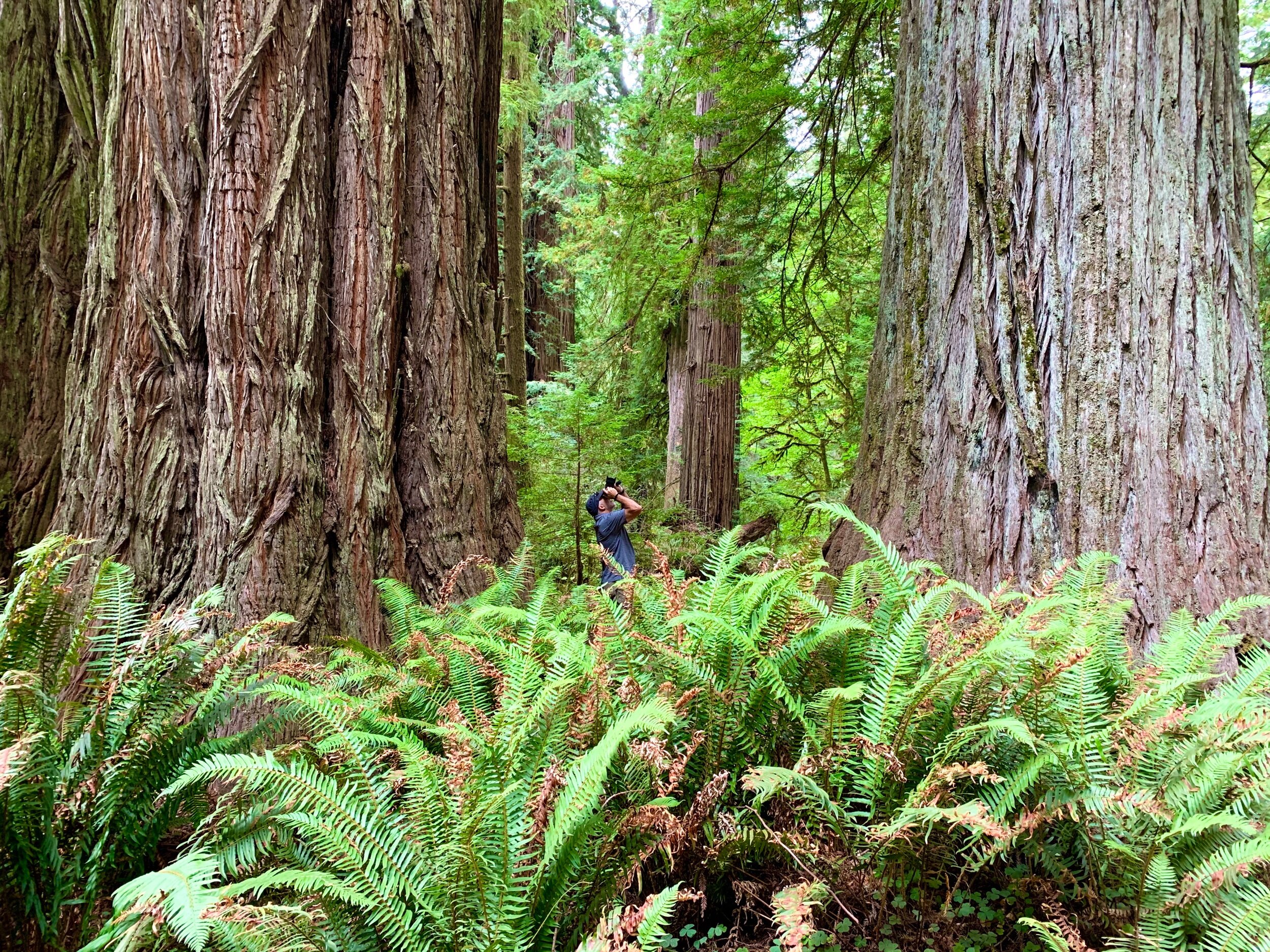  There are many trails in the Redwood Forest, and they all contain these spectacular giants. As I took this photo, Craig thought he heard a voice coming from above and softly whispering,  "Helloooo."  He ignored the voice but then heard it again:  "H