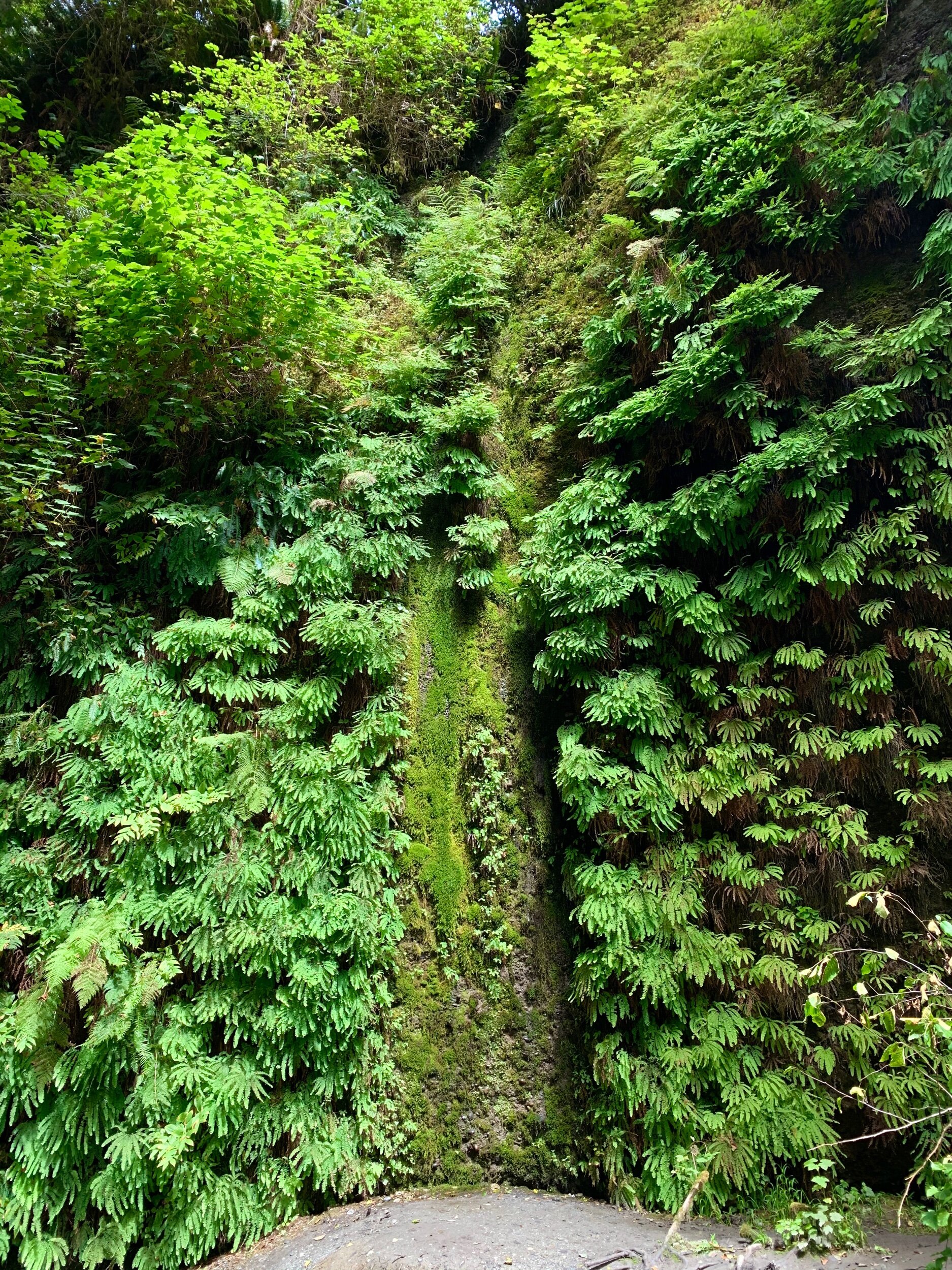   Prairie Creek Redwoods State Park  near Redwood National Park is known for the hiking trail through  Fern Canyon,  where various types of ferns grow over a 50-foot wall. This lush tropical paradise was a filming spot for   The Lost World: Jurassic 