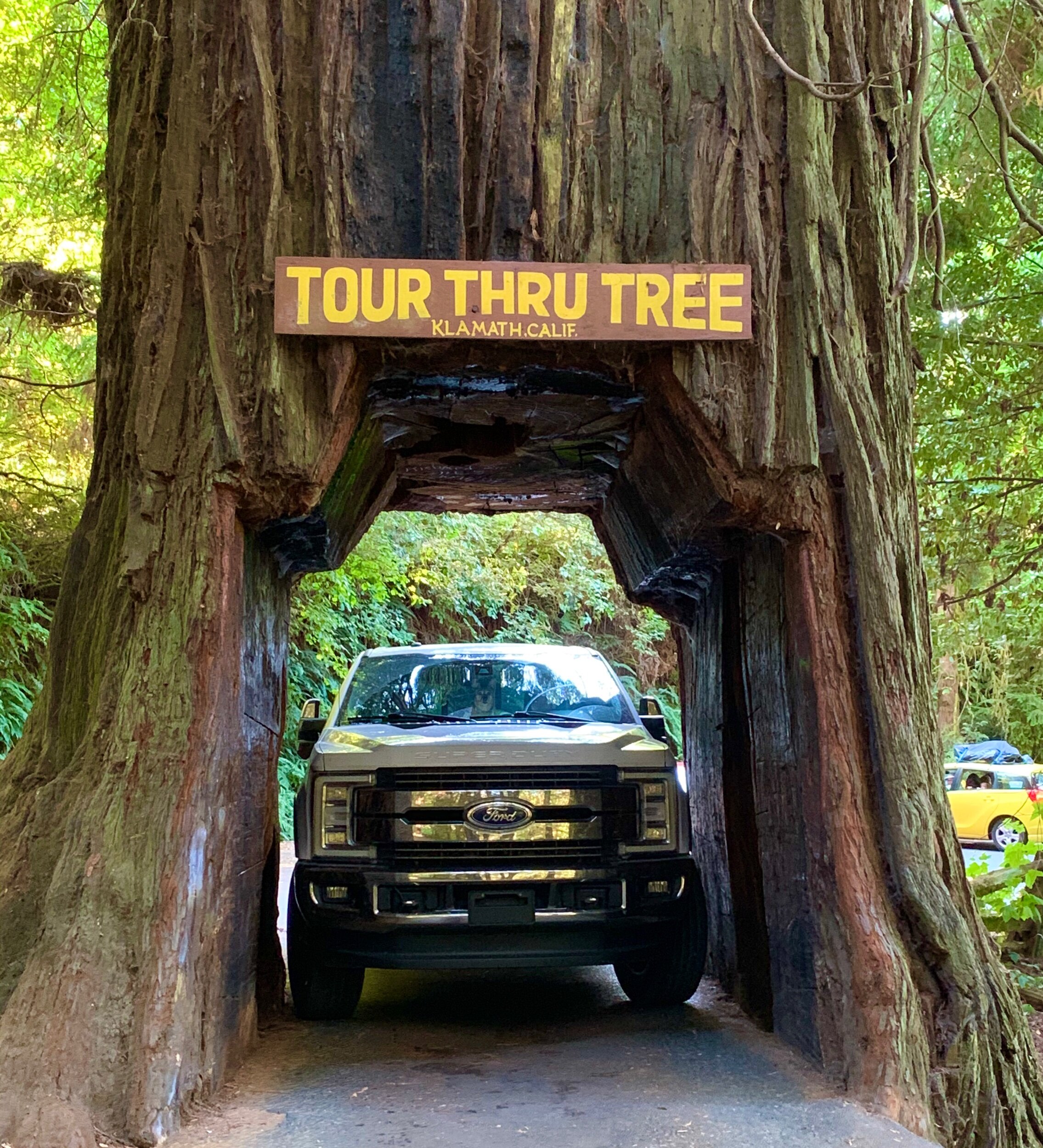  Massive redwoods are part of the culture of the northwest part of the state. This is one of a few drive-through trees in the area. We barely fit!  