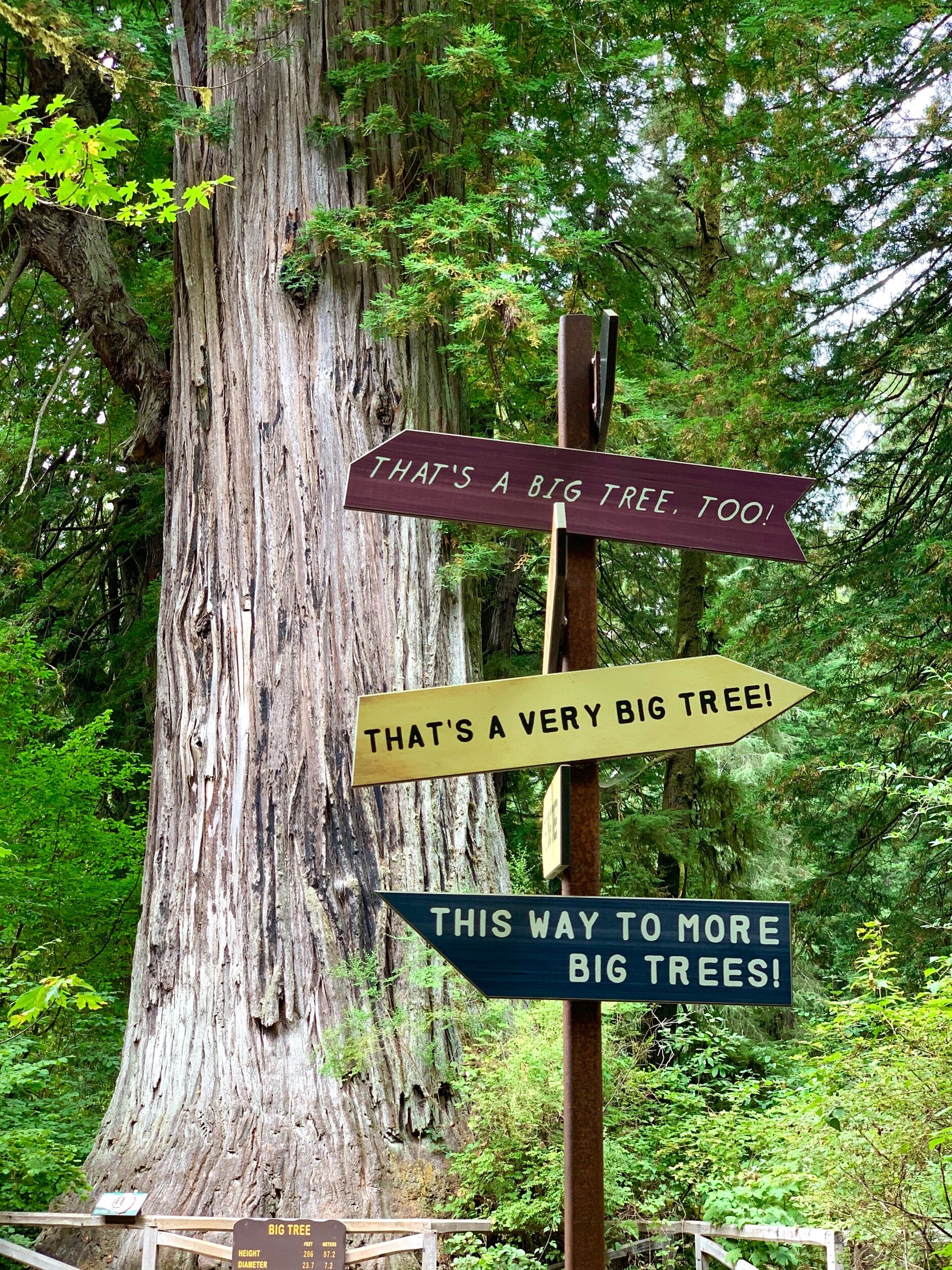  As you can see from this sign, there are  lots  of big trees in the Redwood Forest. 
