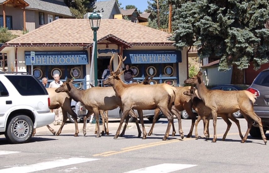  Elk in Estes Park are accustomed to people and are seen daily in town on the streets and sidewalks.  