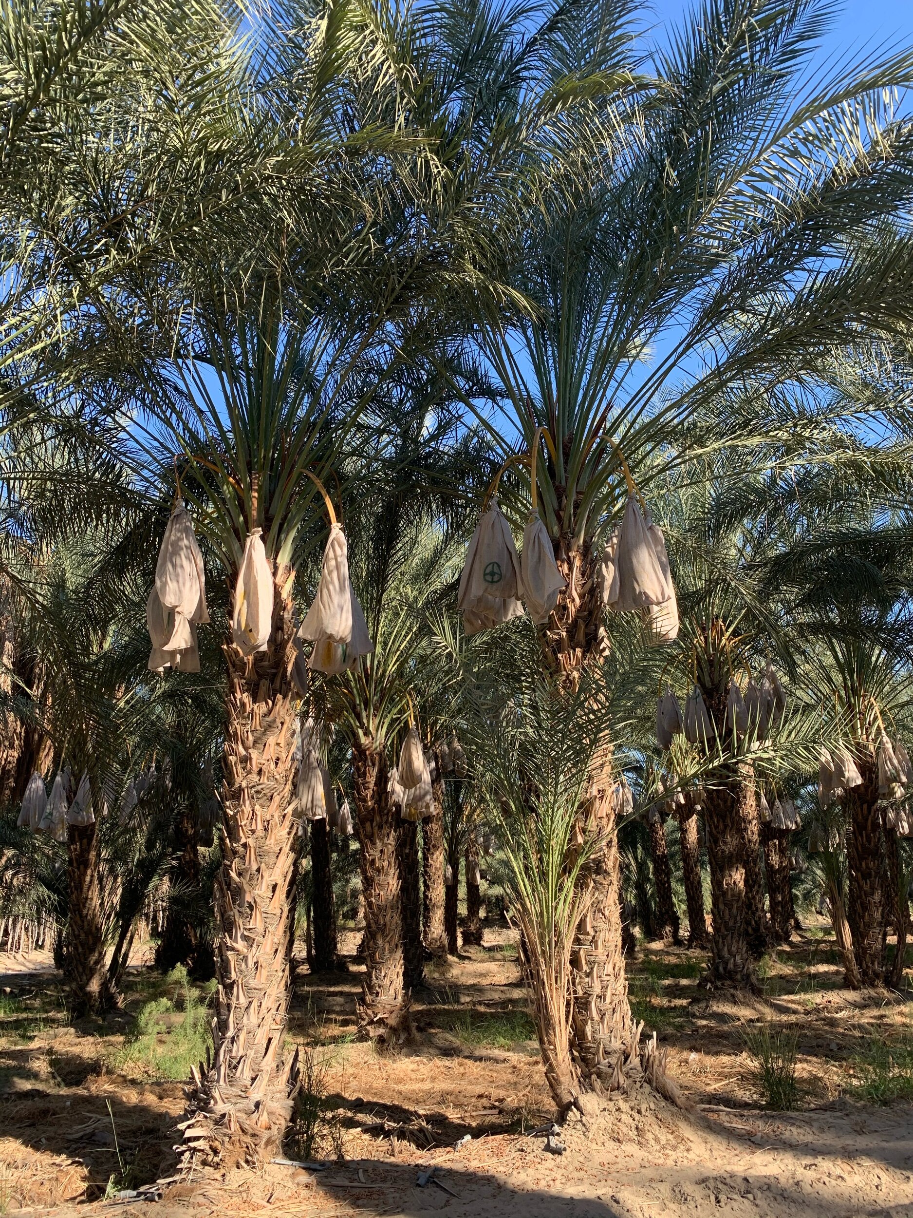  Did you know  dates  are one of the most labor-intensive and expensive crops to grow? With no significant natural pollinators, female date palms are&nbsp; hand-pollinated &nbsp;from the male palms  by humans . The roots need tons of water, but the p