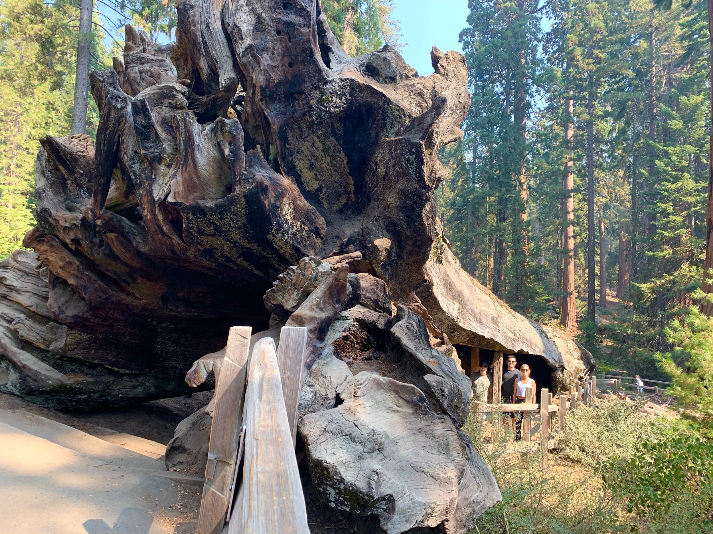   Fallen Monarch Tree  was mostly hollowed out by fire before it fell over 300 hundred years ago. It was used as a living space for two loggers while building a ranger's cabin in the park. Over the years, Fallen Monarch has served many purposes, incl