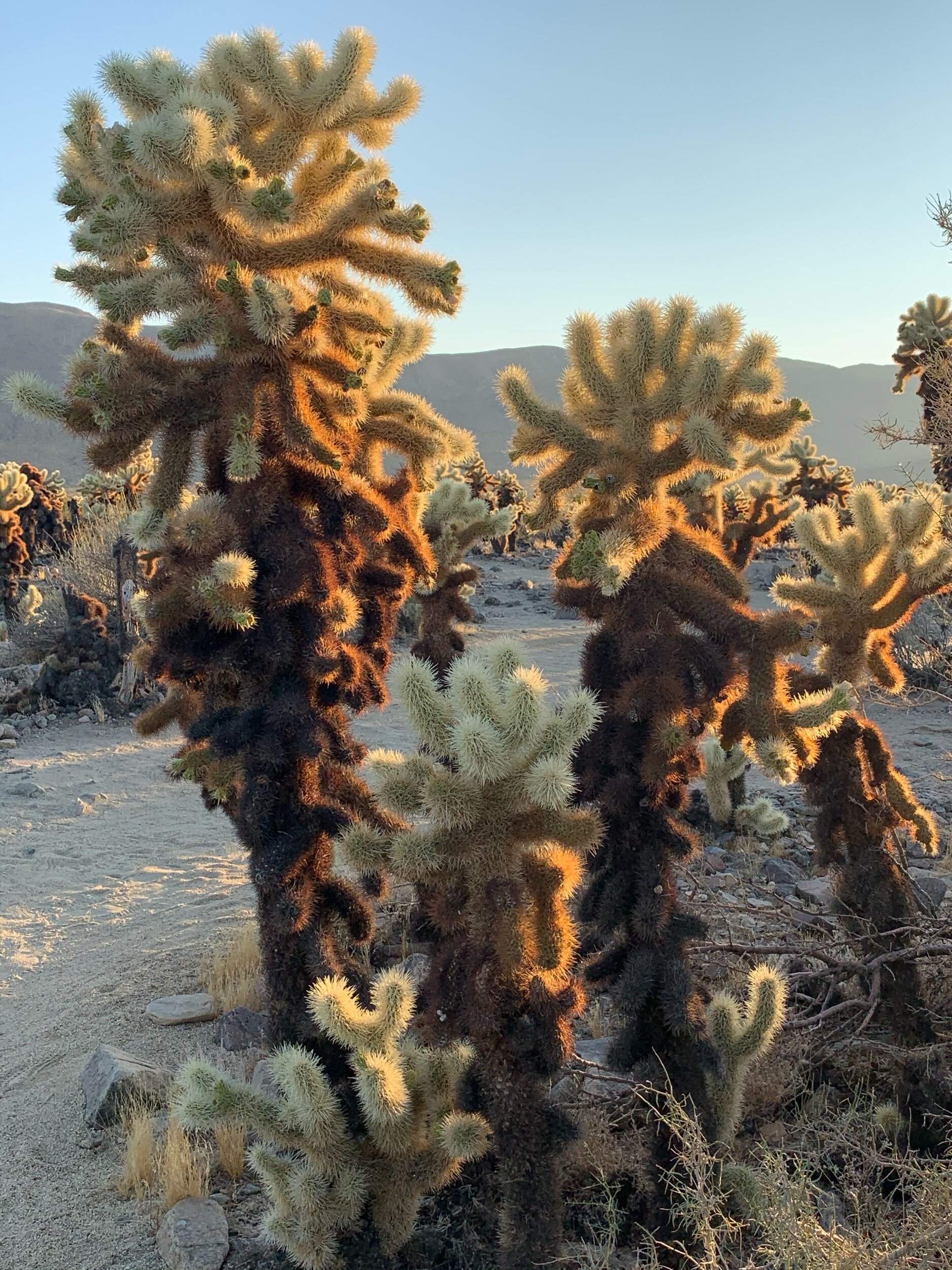  The  Teddy Bear   Cholla  cacti in Joshua Tree NP are unusual and beautiful.  