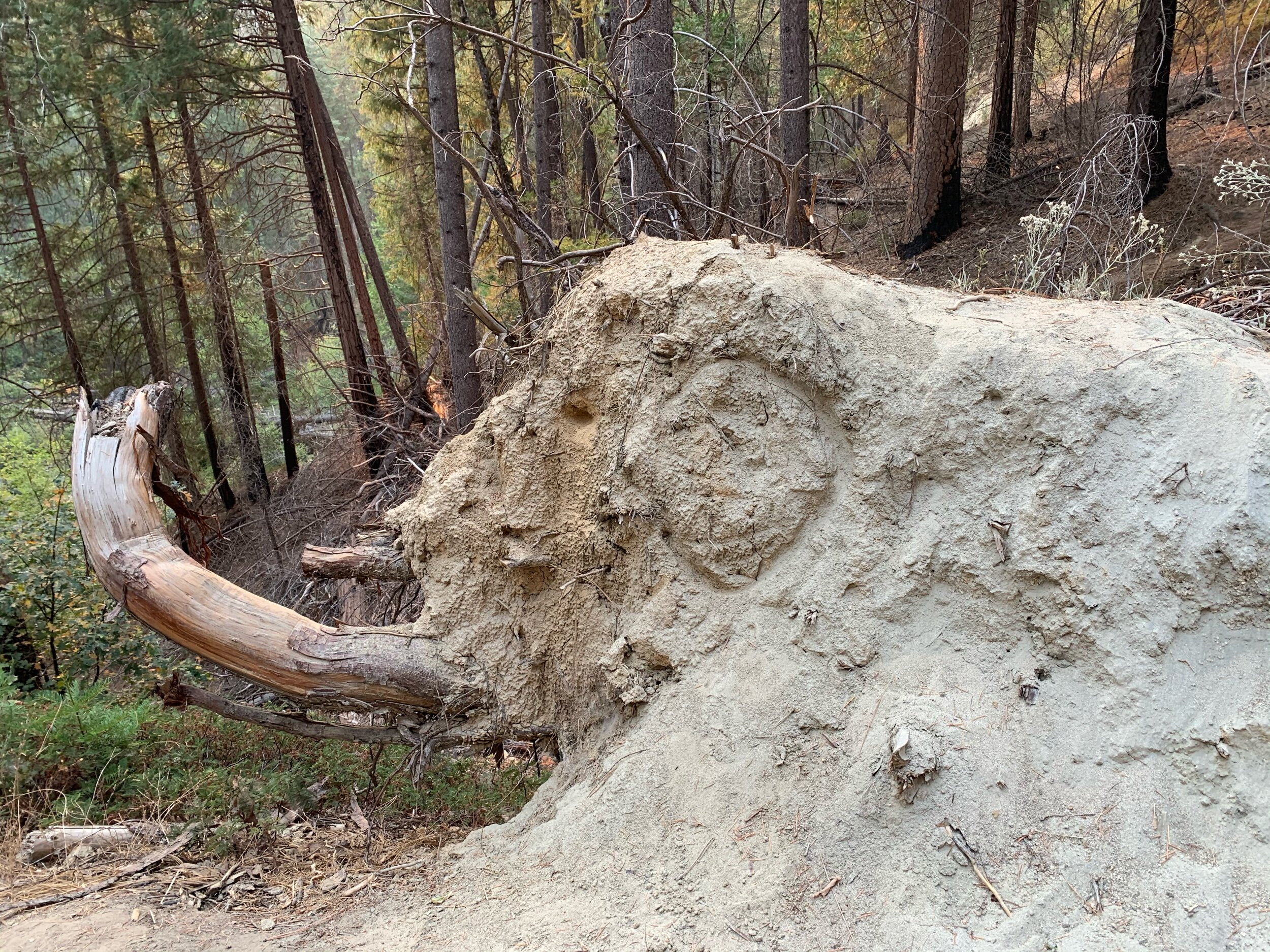  Our ability to completely fill a day is elephant-sized! After visiting Hetch Hetchy and Yosemite NP in the same day, we hiked the along the  South Fork Tuolumne River  outside of the park that evening. It may have been delirium, but I believe I saw 