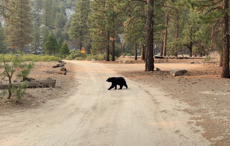  While driving through the park, Chris spotted a bear walking in a wide open field next to the road. Not much is more exciting that a bear sighting. 🐻  We experienced quite a treat; the bear walked past our truck, over to  the river and took a bath 