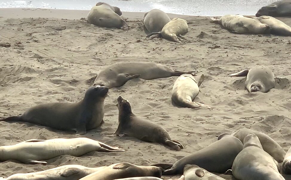  Up to 17,000 elephant seals can be seen along the Hearst-San Simeon State Park coastline during birthing and breeding season in November-January. These jumbo seals have a fascinating schedule all year long. During our visit, it was  "Fall Haul-Out" 