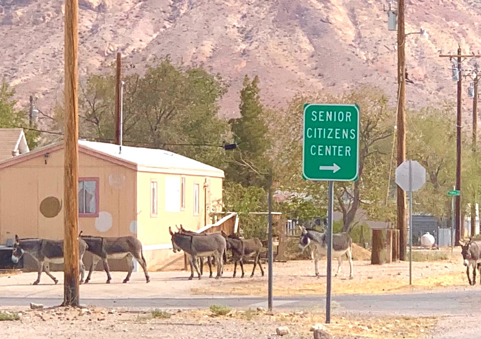  Think you have problems with asses around you? You may not get much sympathy from some of the residents of  Beatty, Nevada . This small town is known for its wild burro (over) population. The town has historically embraced the burros as symbols of t