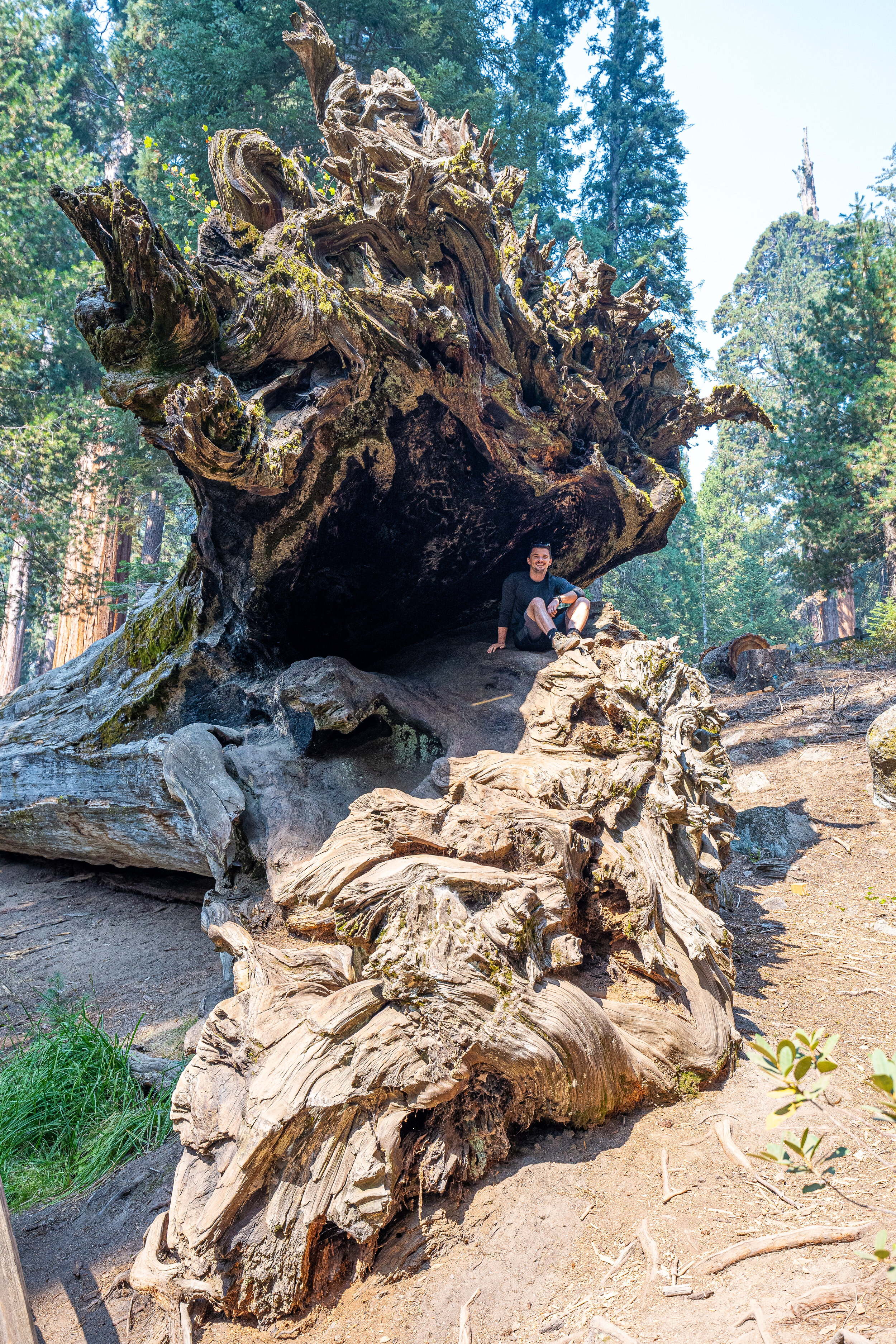  Early pioneers told folks on the east coast about the giant trees in California, but no one believed them. At least three nearby sequoias died just to prove they lived. Cut into pieces, they were shipped across the country to exhibit as freaks. Some