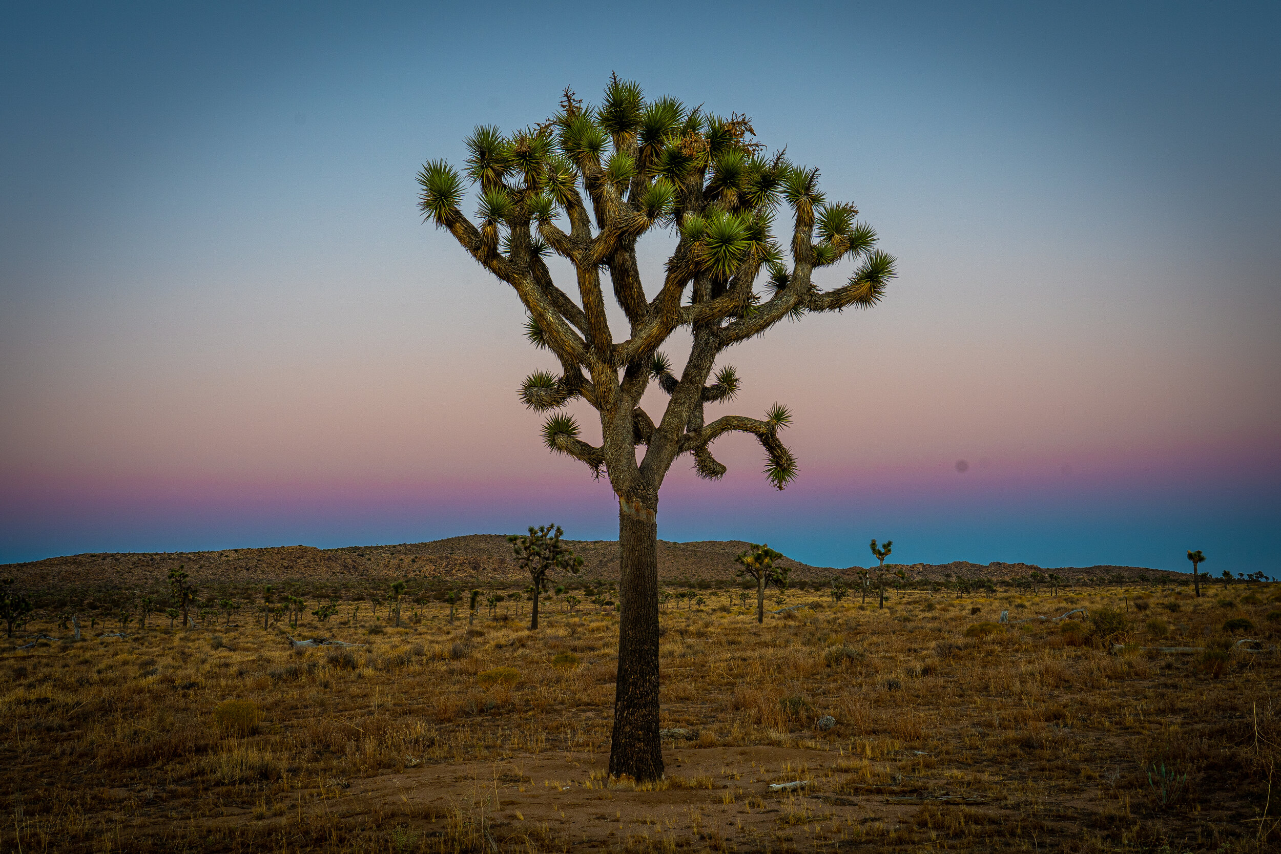  The Joshua trees of  Joshua Tree National Park  are in the Mojave desert. Joshua Tree NP is unusual in its varied animal and plant life because this is where the two separate ecosystems of the Mojave and Colorado deserts come together. 