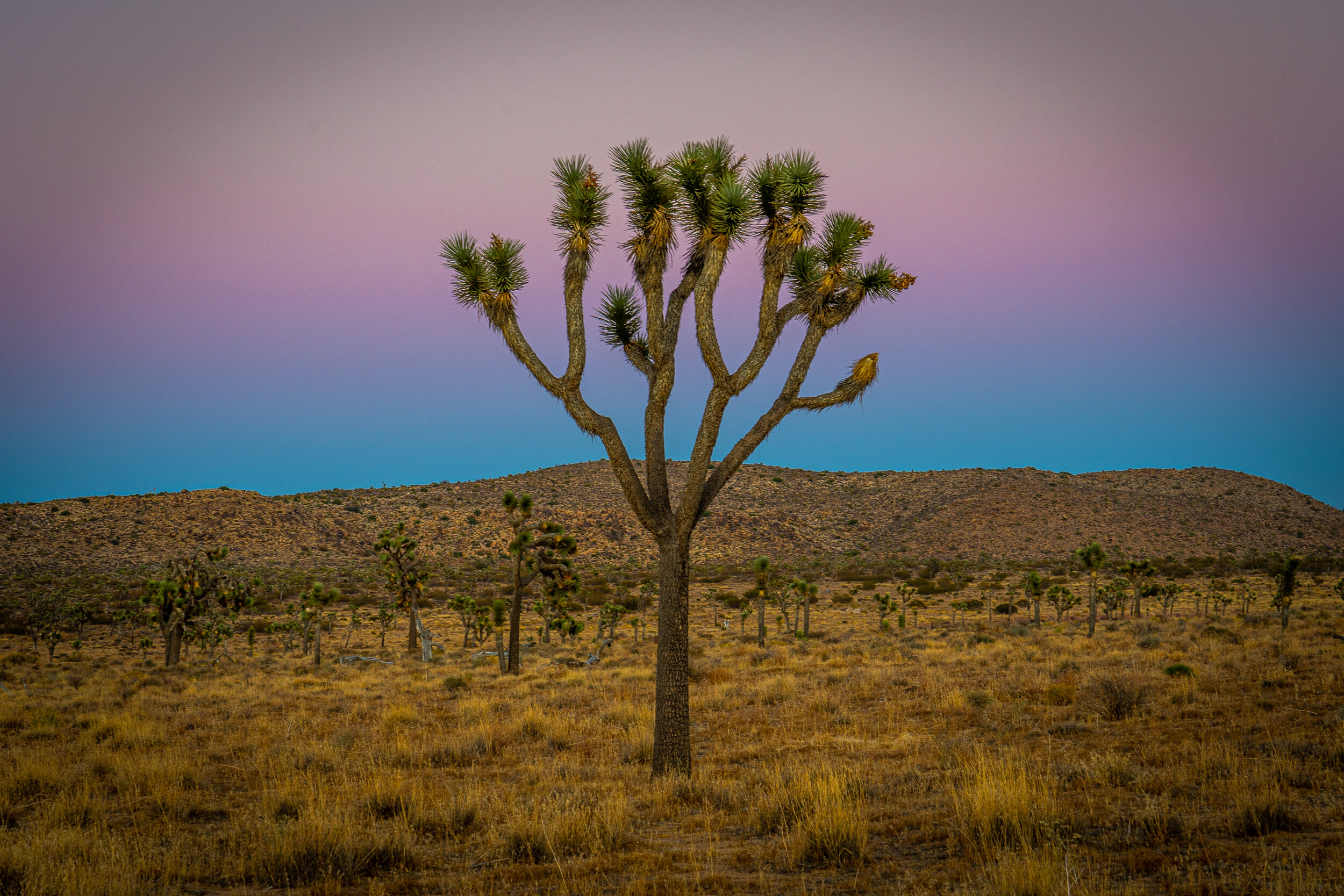  Joshua trees were named so by early Mormon settlers because they look as though all arms are stretching to heaven, as referenced in a story in the Bible. Joshua, Moses’ successor, succeeded in battle as long as Moses’ hands were raised toward God.  