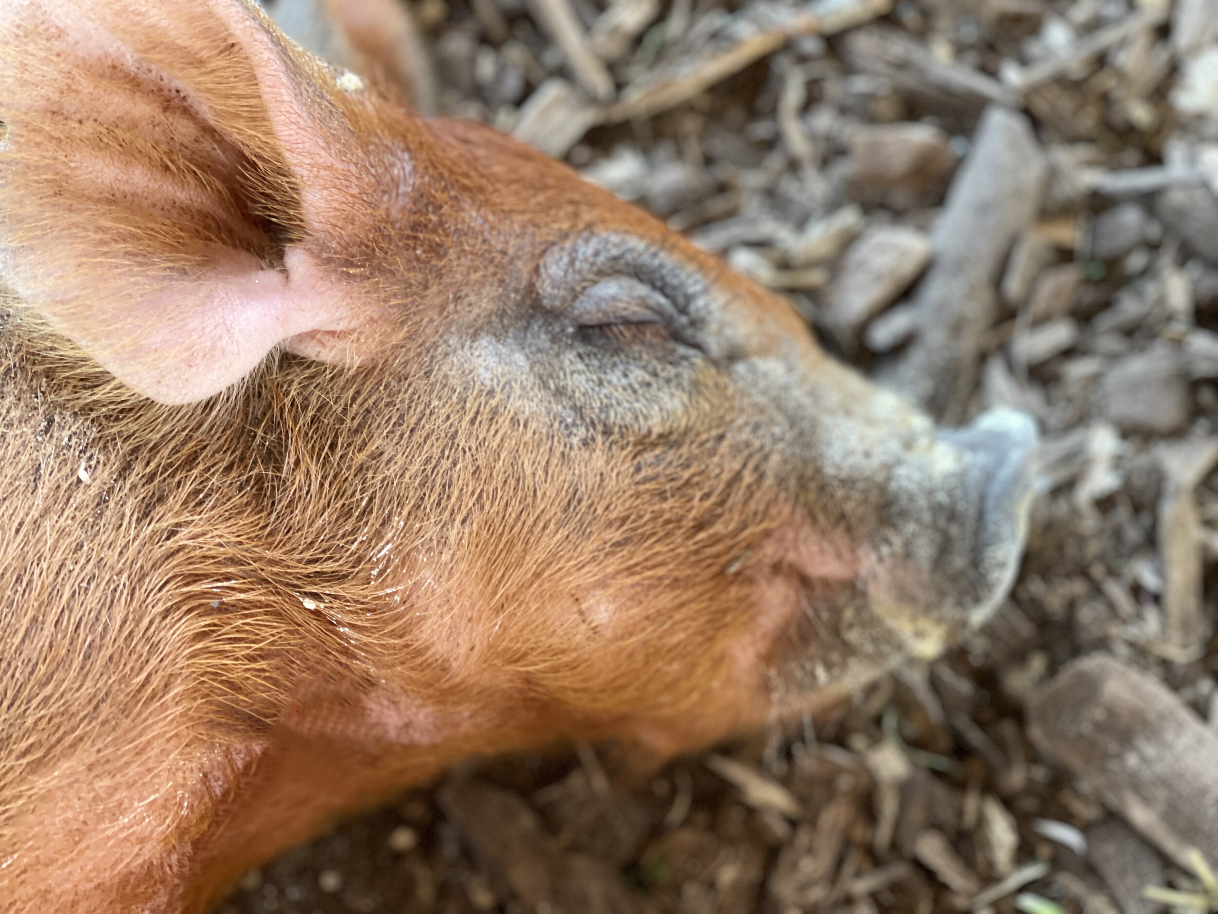  If you know me at all, you know nothing is going to make my day any better than being this close to a sweet, sleeping baby pig!  Thank you, Pond Hill Farms!   🐷 
