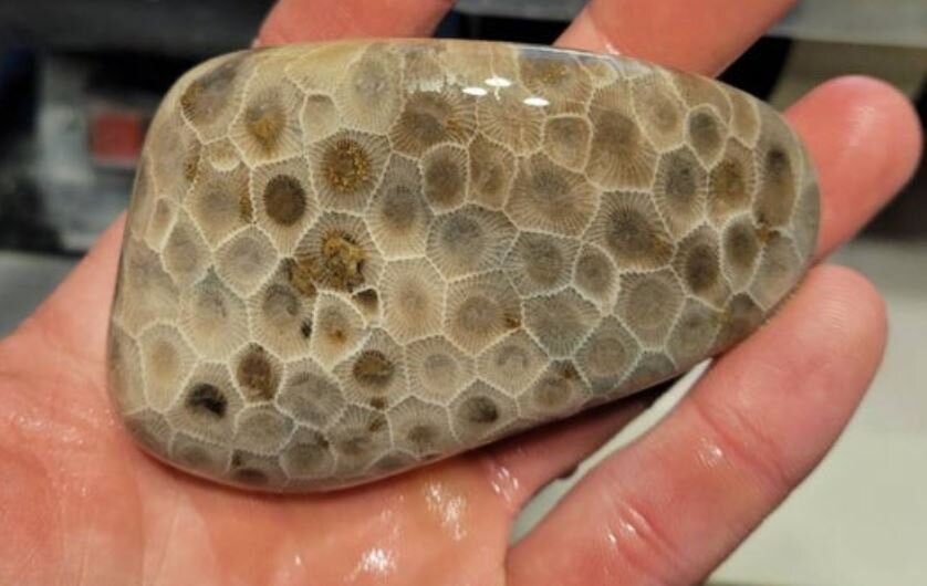  A  Petoskey stone  is a rock and a fossil, composed of a fossilized coral. There is a lot of scientific detail in how these rocks are formed, but in (mostly) simple terms it goes like this: This area was part of a sea millions of years ago and after