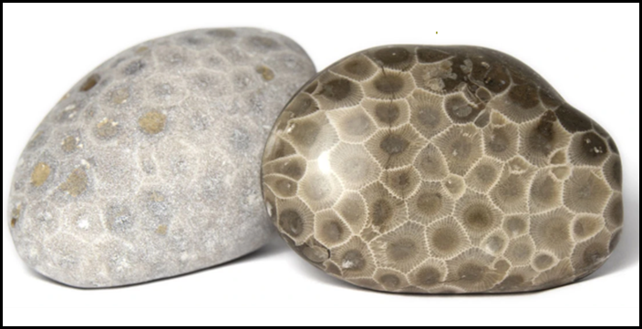  The Petoskey on the left is dry, and on the right, a polished stone that looks much like it would if wet. Finding this unique hexagonal pattern along the lakeshores is not easy,  and it's tempting to look for Petoskeys at the edge of the water, wher