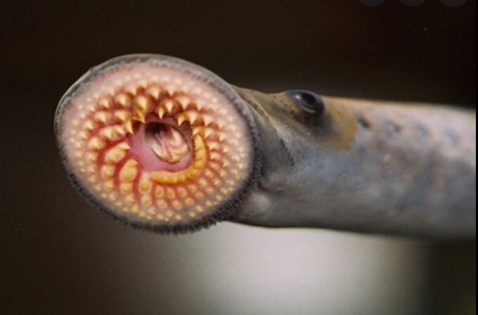  While visiting the Apostle Islands, we learned about the invasive  sea lamprey . These things are what nightmares are made of. The 14"-24"-inch long blood-suckers have a large, oral disk filled with sharp teeth surrounding a razor-sharp tongue that 