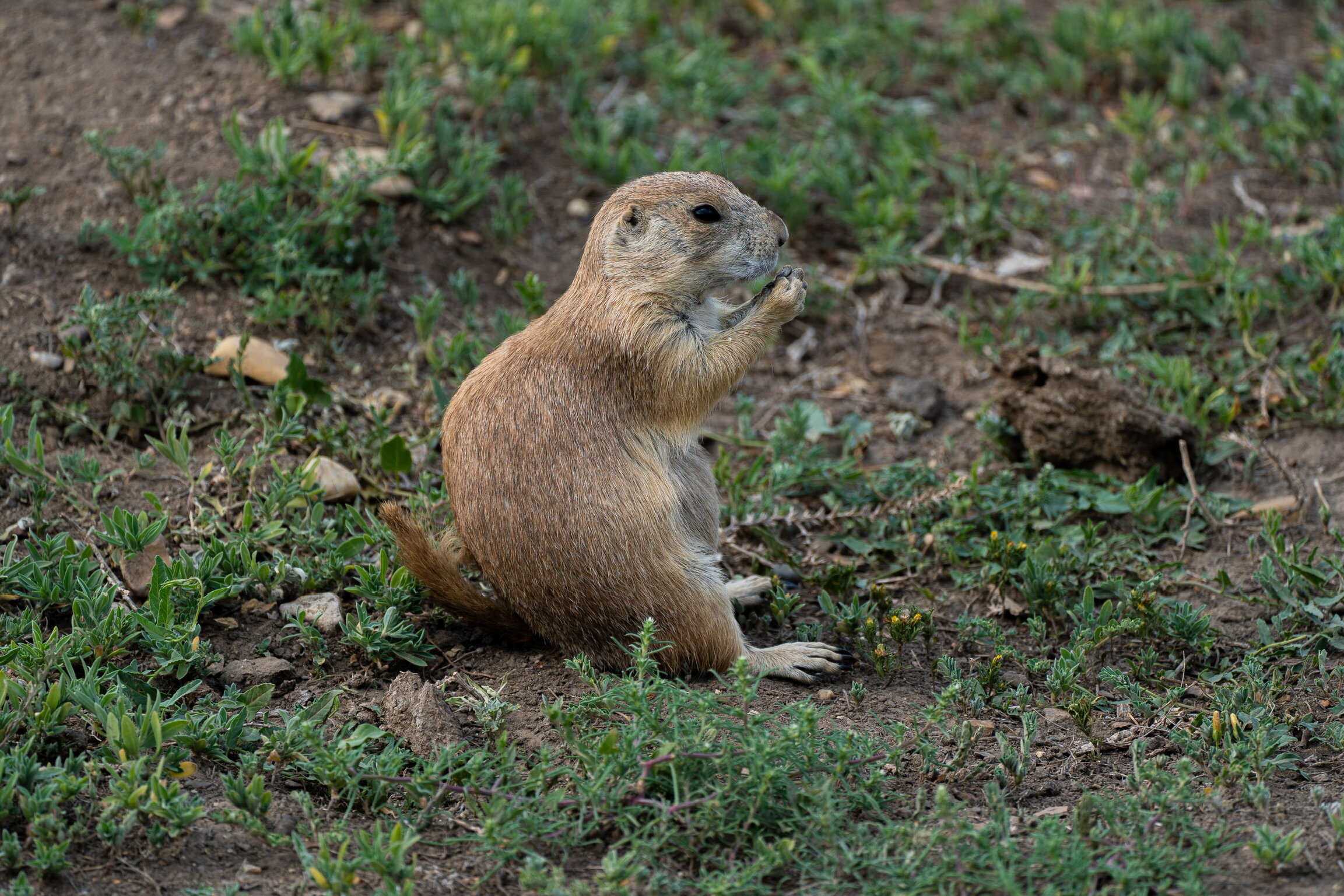 We had not been in the park very long when we came upon a prarie dog  town —which is the name for a colony of prarie dogs. This particular one decided to have a seat before enjoying his lunch.  