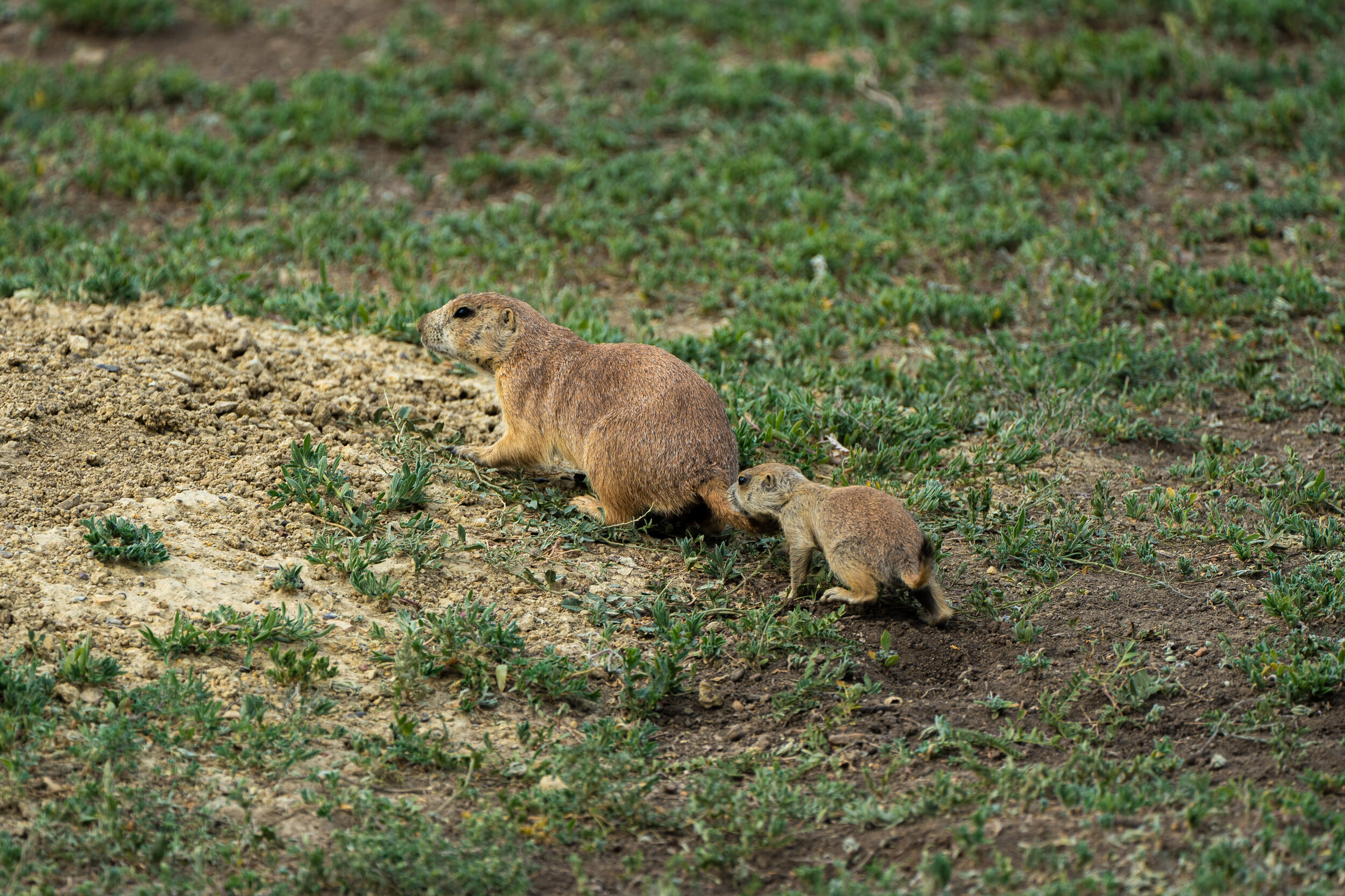  This sweet baby prarie dog didn’t let much space get between him and his mother.  