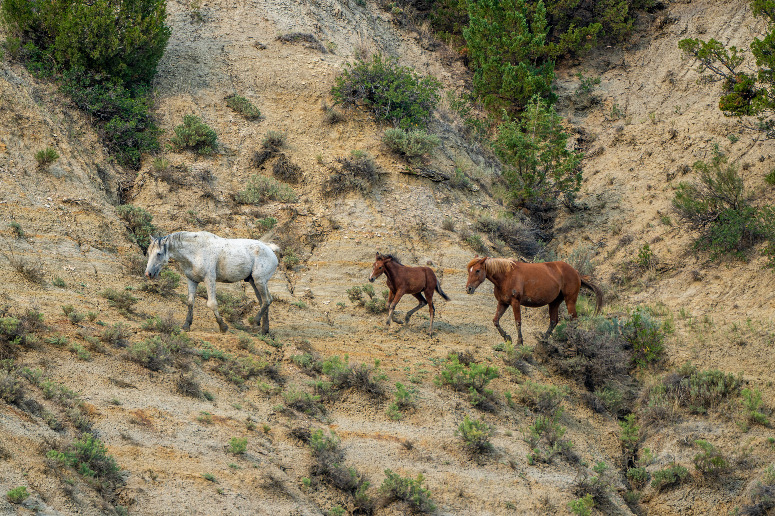  &nbsp;Wildlife is abundant at Roosevelt Park. Our first evening here, we spotted this wild horse family taking a walk  in the badlands.  