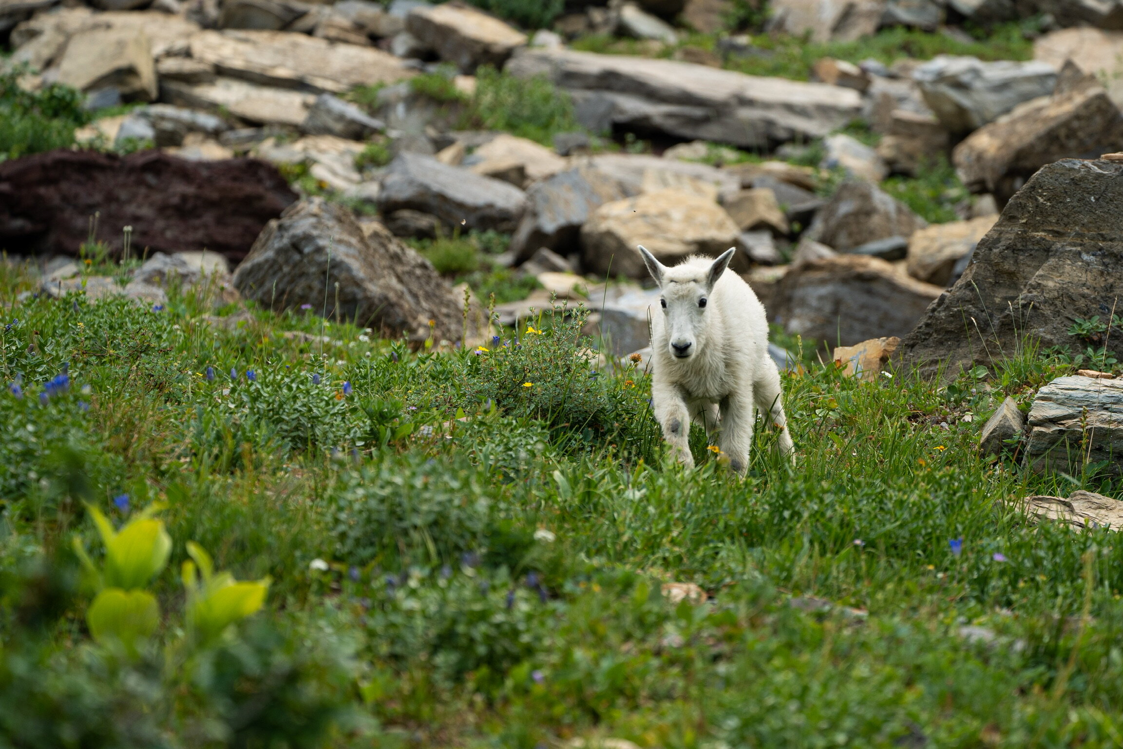  Also on the Highline Trail, was this sweet, baby mountain goat!    
