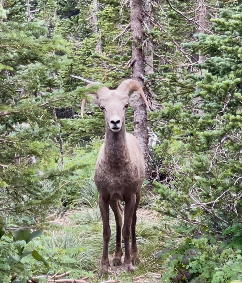  Our dog, Clay, and I saw big-horn sheep on our walk. The sheep were infatuated with Clay, who mostly ignored them. One sheep attempted  to get a better look at Clay through the trees, but then started to walk directly to us. This is  when I stopped 