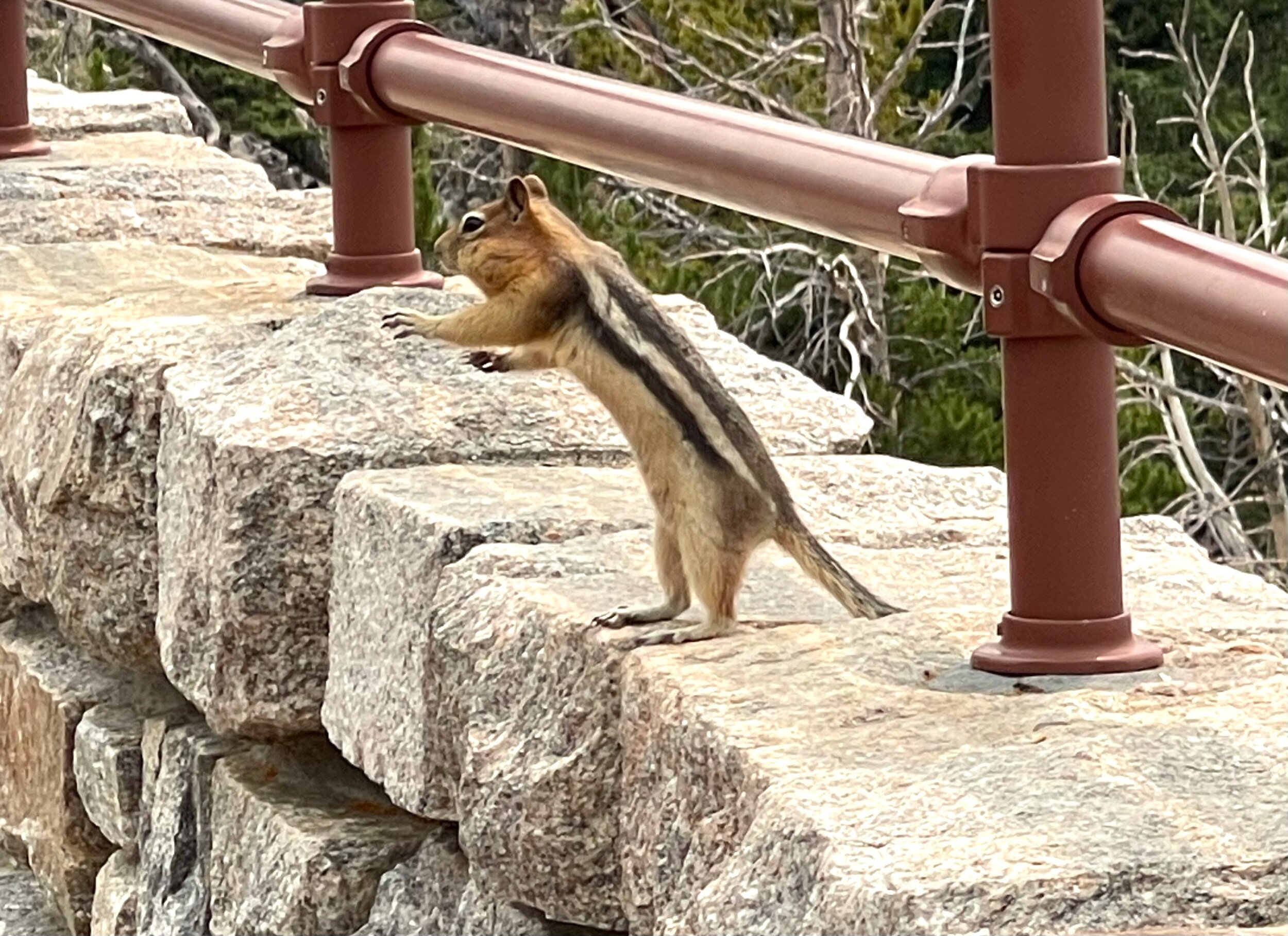  Chipmunks on the Beartooth are cashing in on tourism as well. They know every visitor at this prime overlook is a potential provider of some type of snack. Even with his jaws packed with sunflower seeds, he reaches for more treats. 