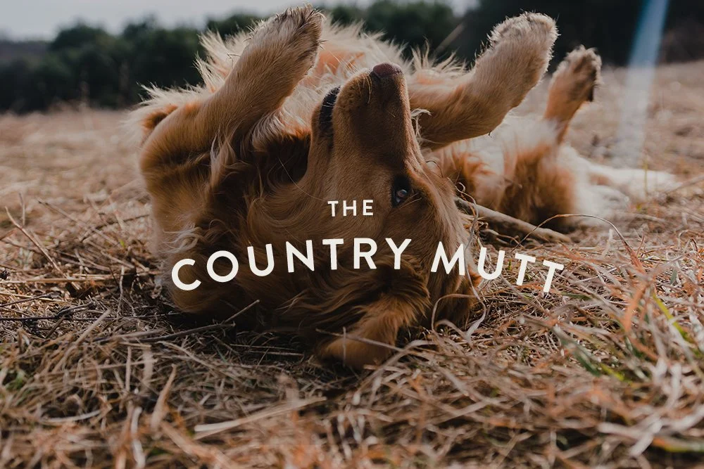 CadyWebsite_2022_CountryMutt_4.jpg