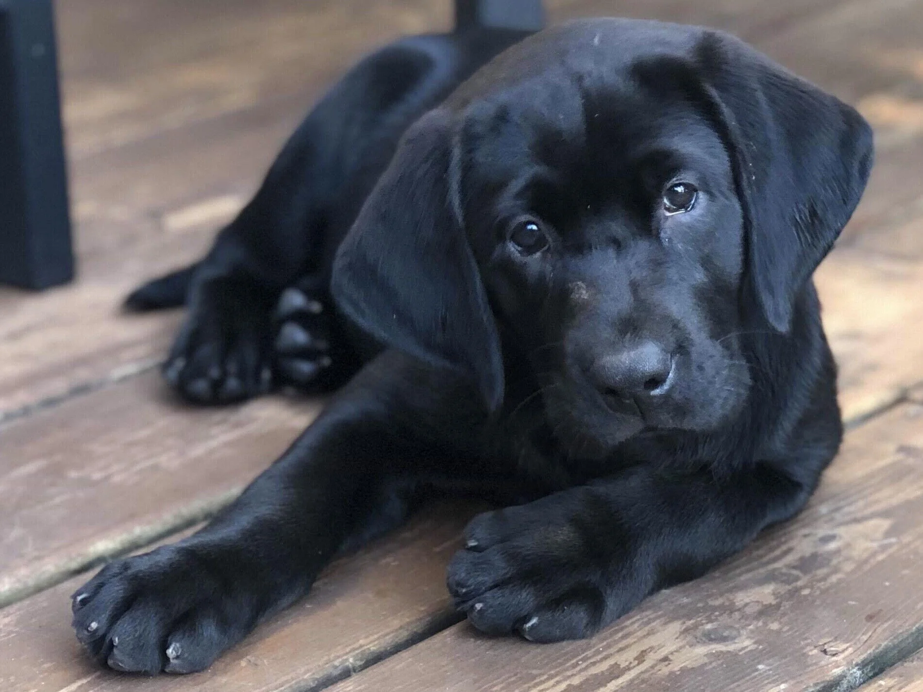 Black Labrador Retriever at Morning Dew Retrievers in Wisconsin