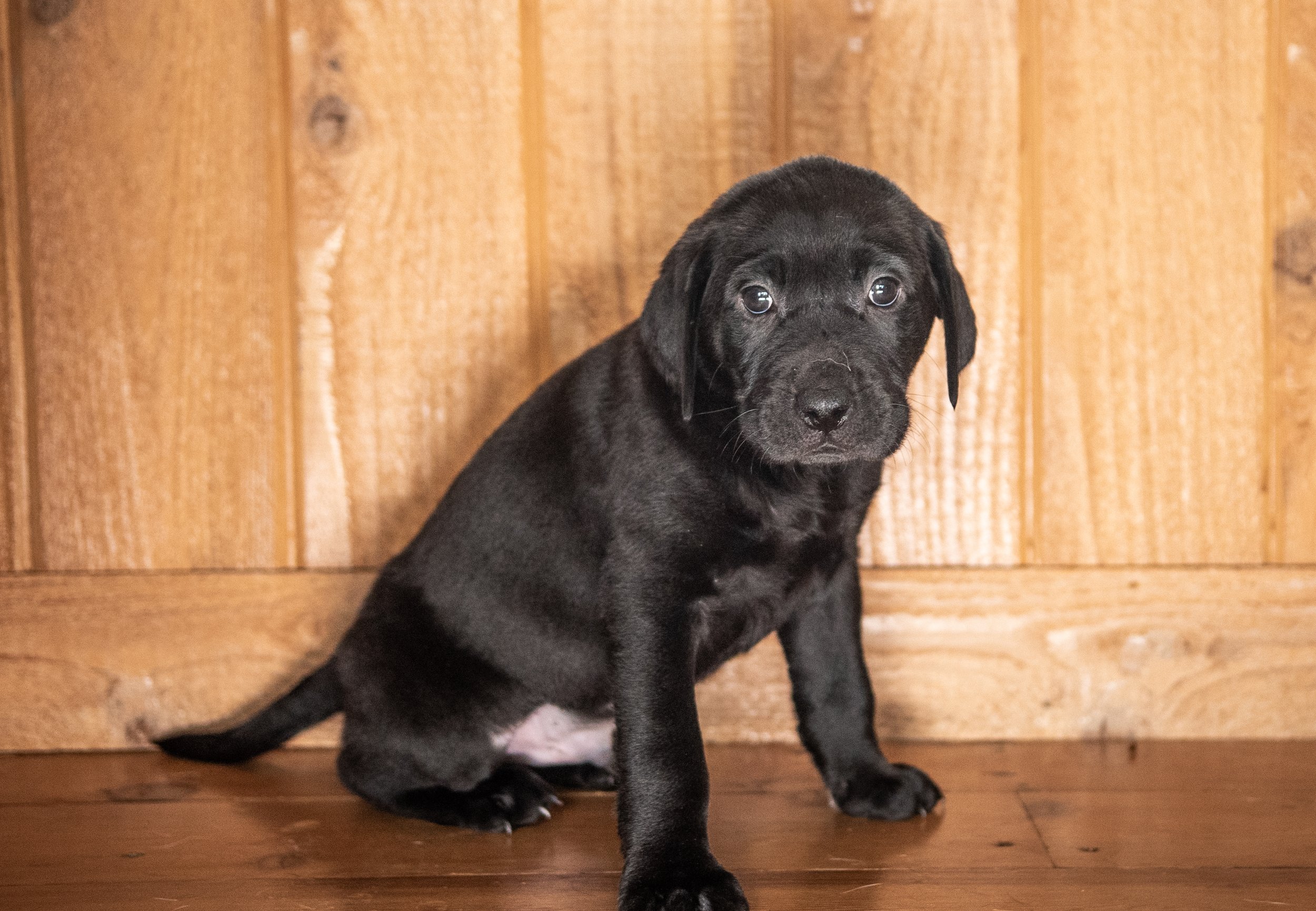 TellaStoryPhotog Puppy Blue-6512.jpg