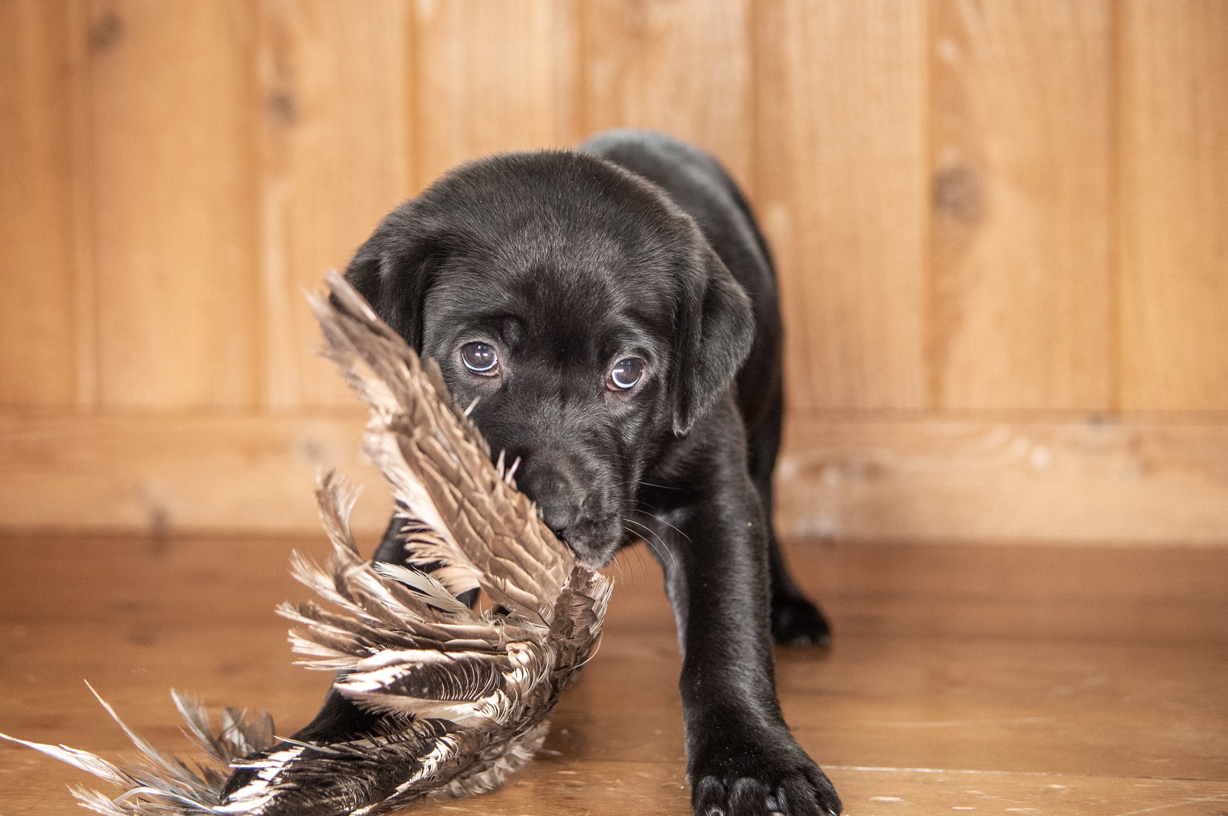 TellaStoryPhotog Puppy Pink-6536.jpg