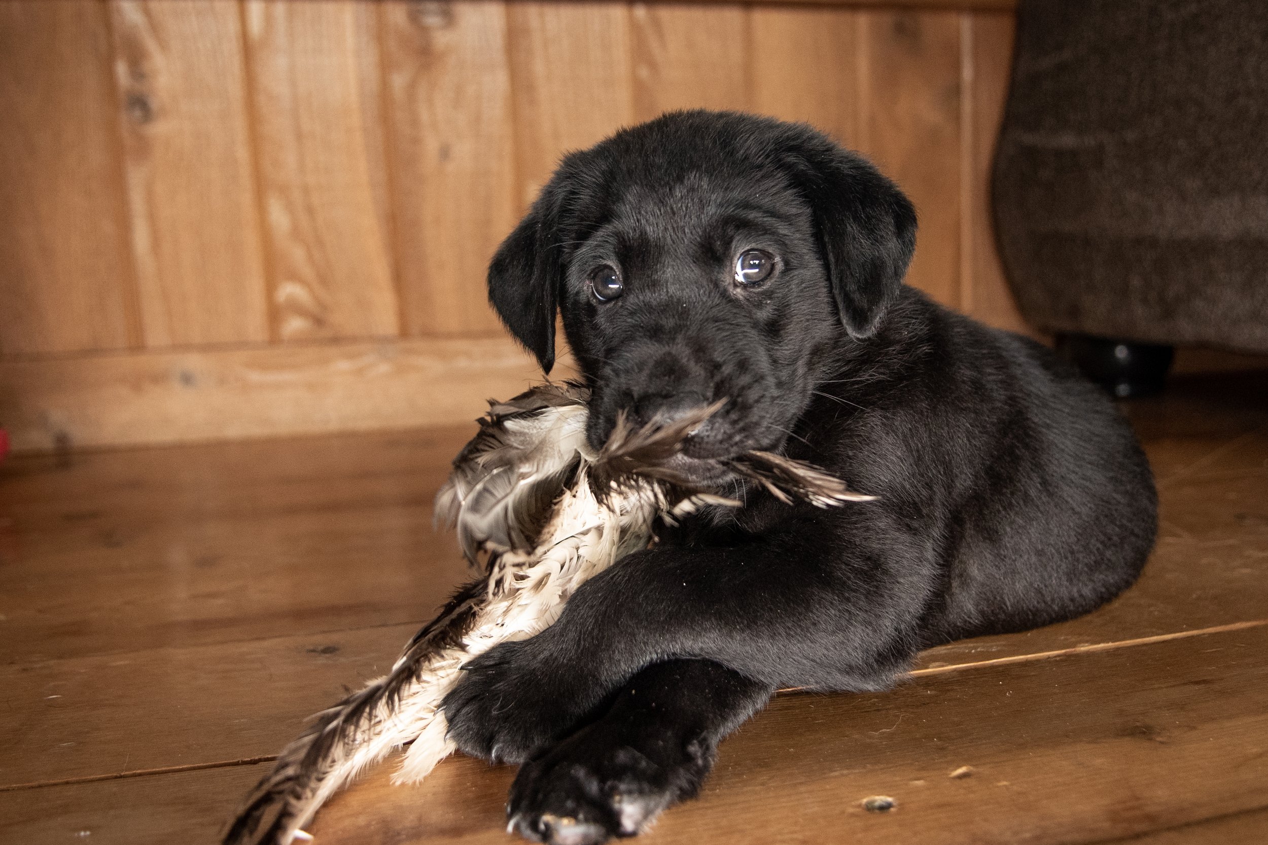 TellaStoryPhotog Puppy Cheetah-6617.jpg