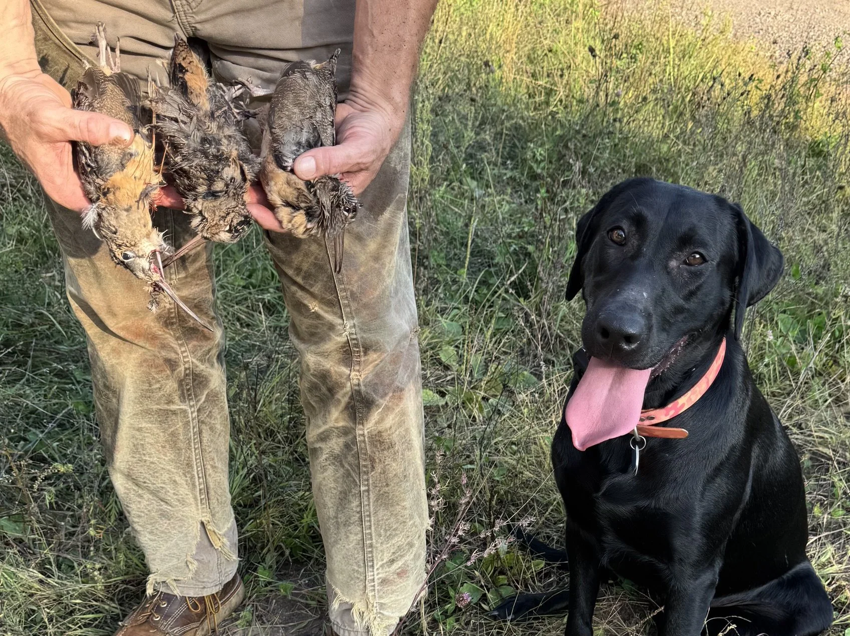 Morning_Dew_Retrievers_Betti_Woodcock.jpeg