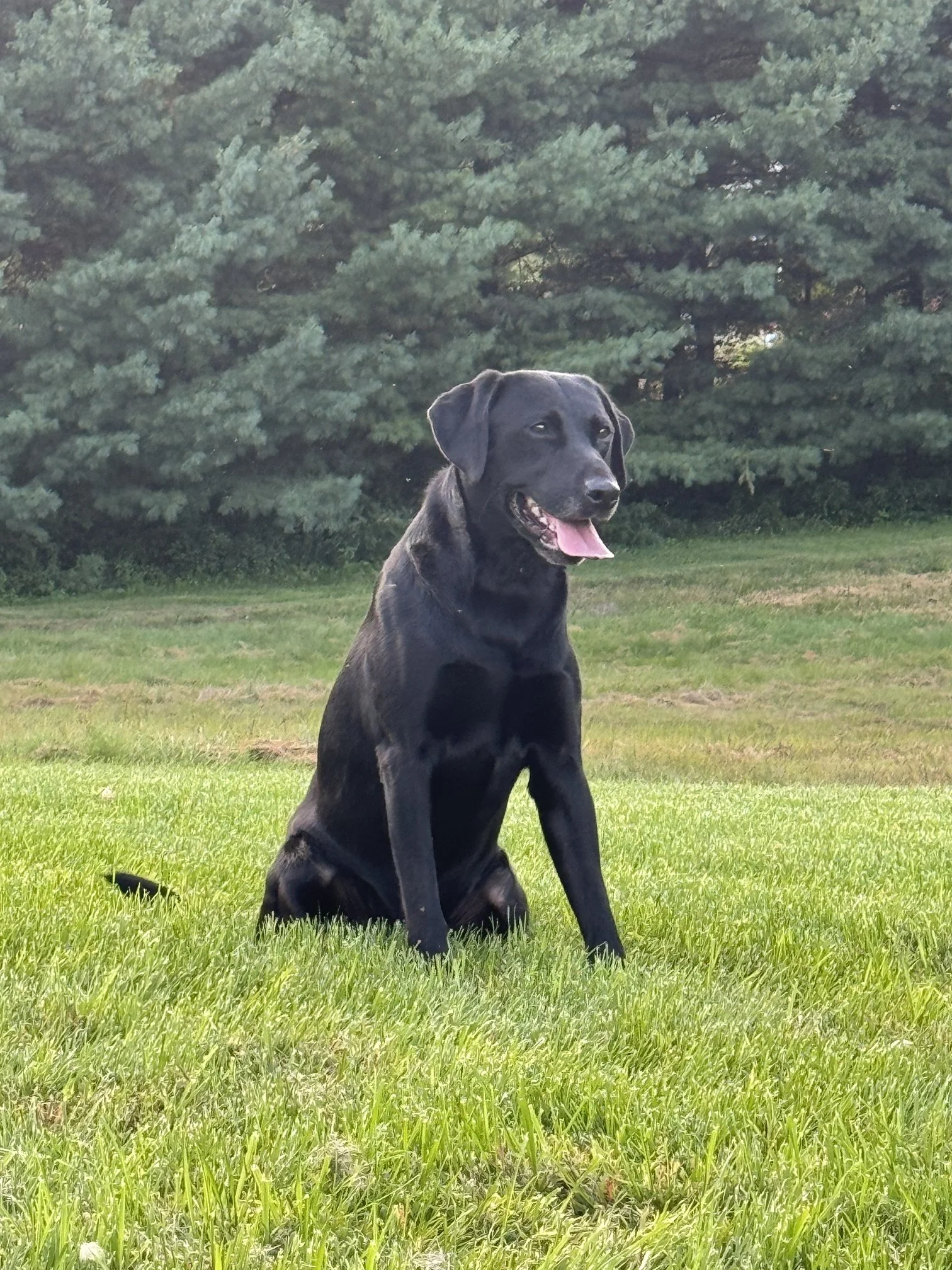 Morning_Dew_Retrievers_Hank Sitting.jpeg