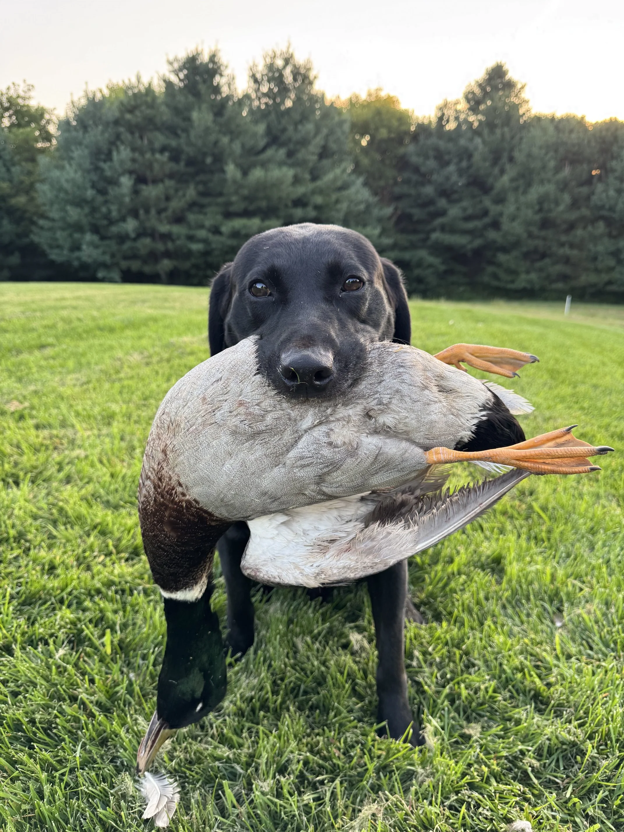 Morning_Dew_Retrievers_Hank_Duck.jpeg